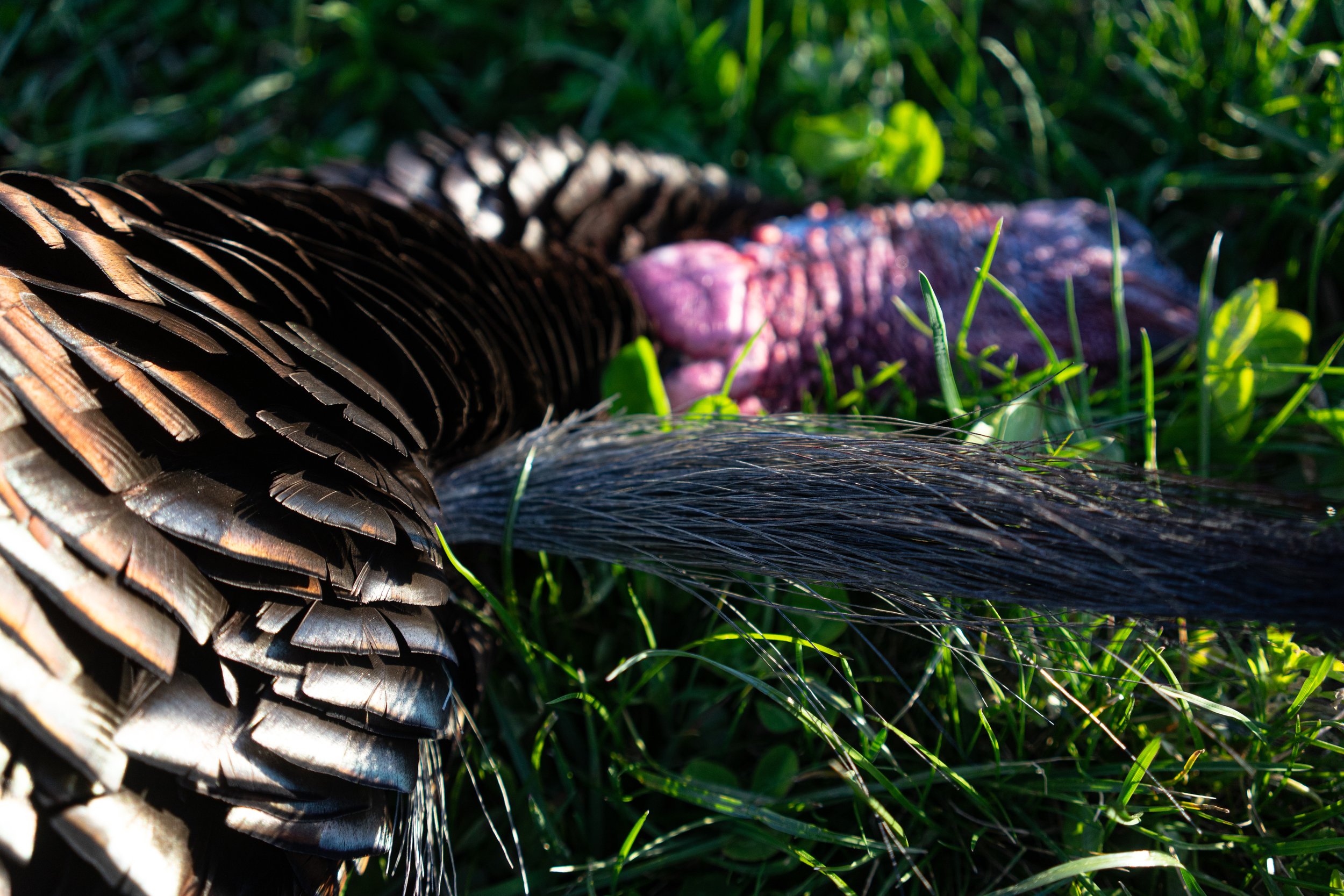 Turkeys Website-04.jpg
