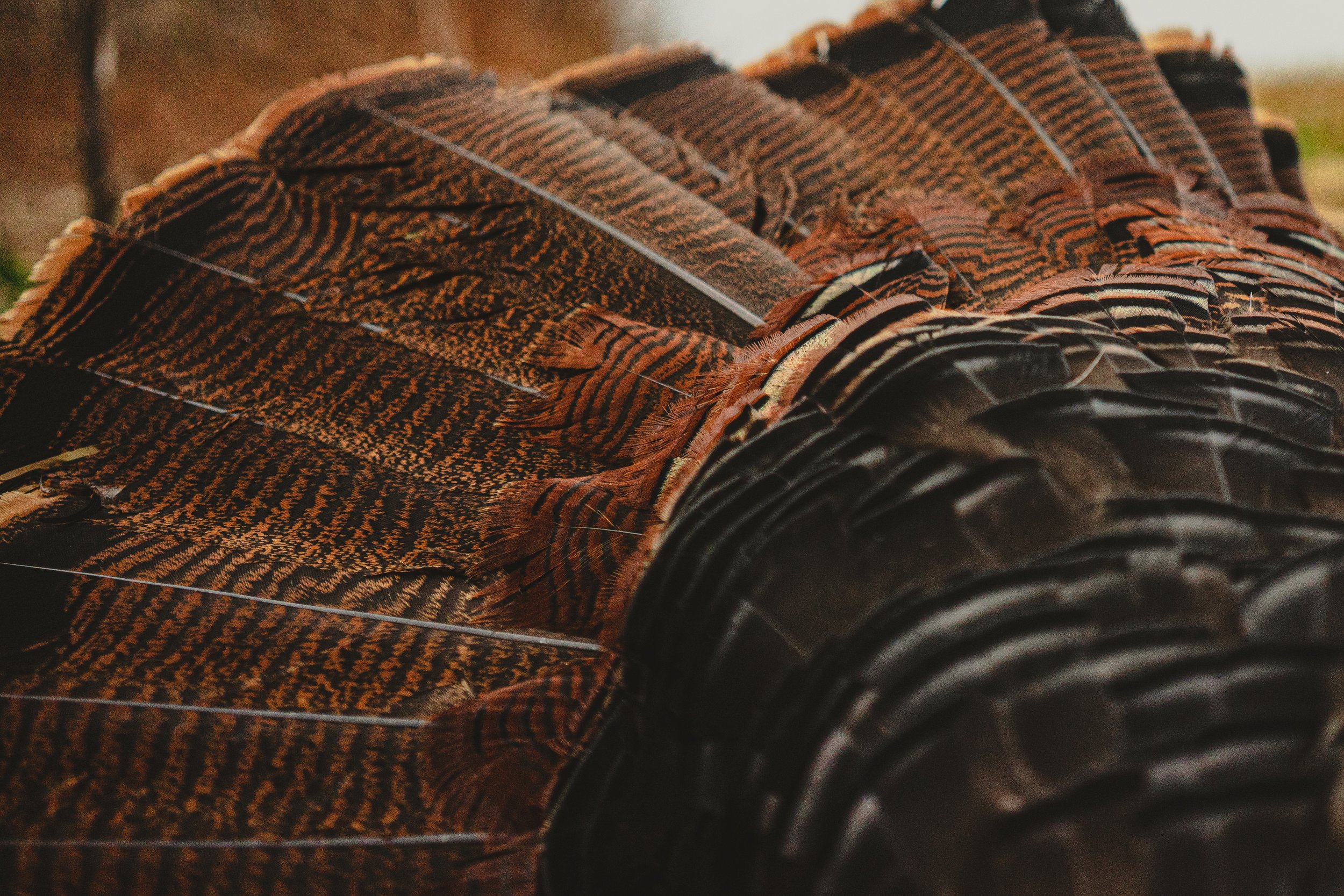 Turkeys Website-24.jpg