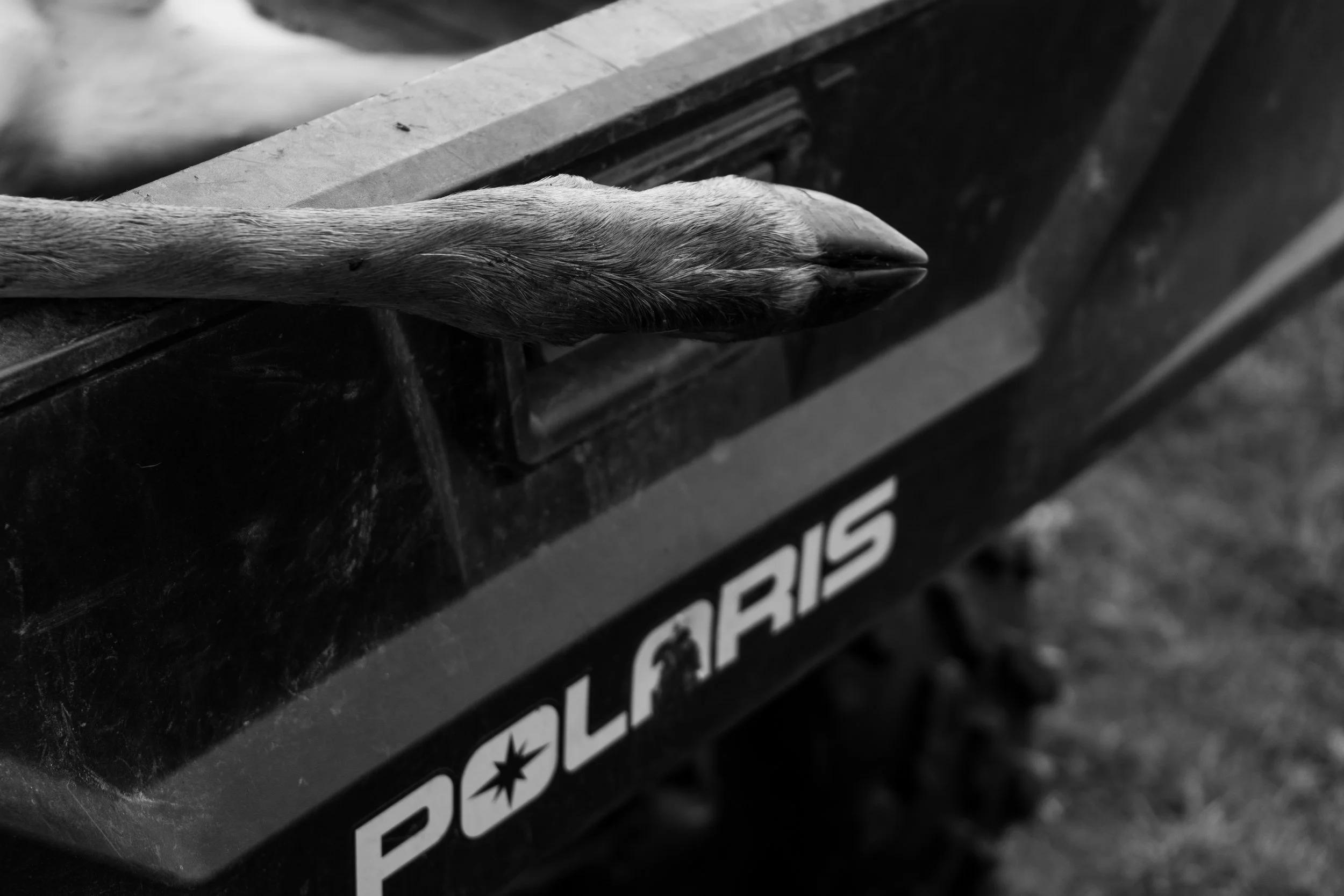 Whitetail Website-45.jpg