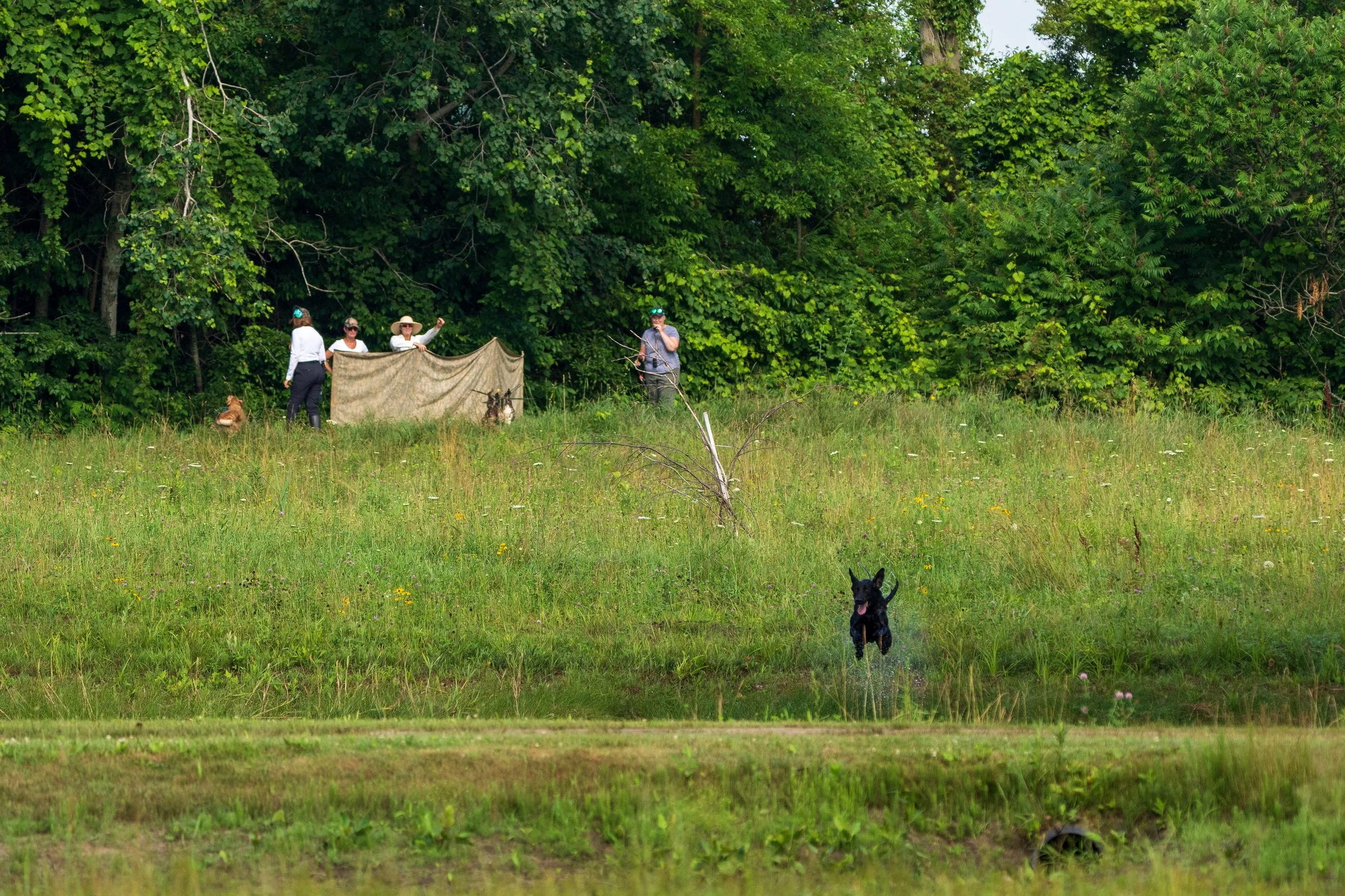 Dog Training July 11, 2025-3.jpg