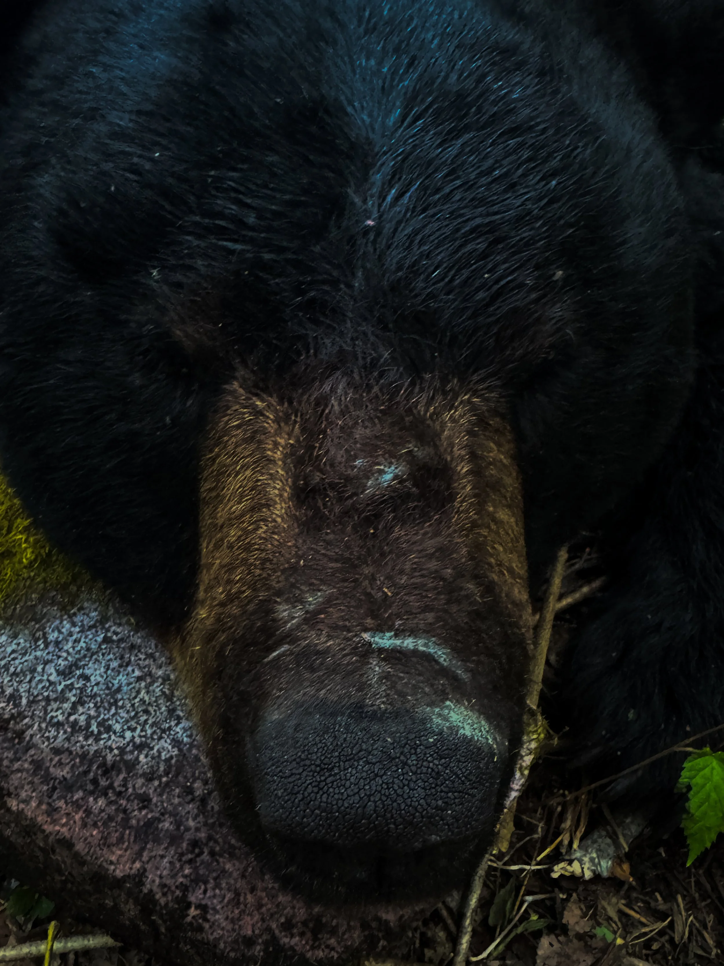 Bear 2025-5.jpg