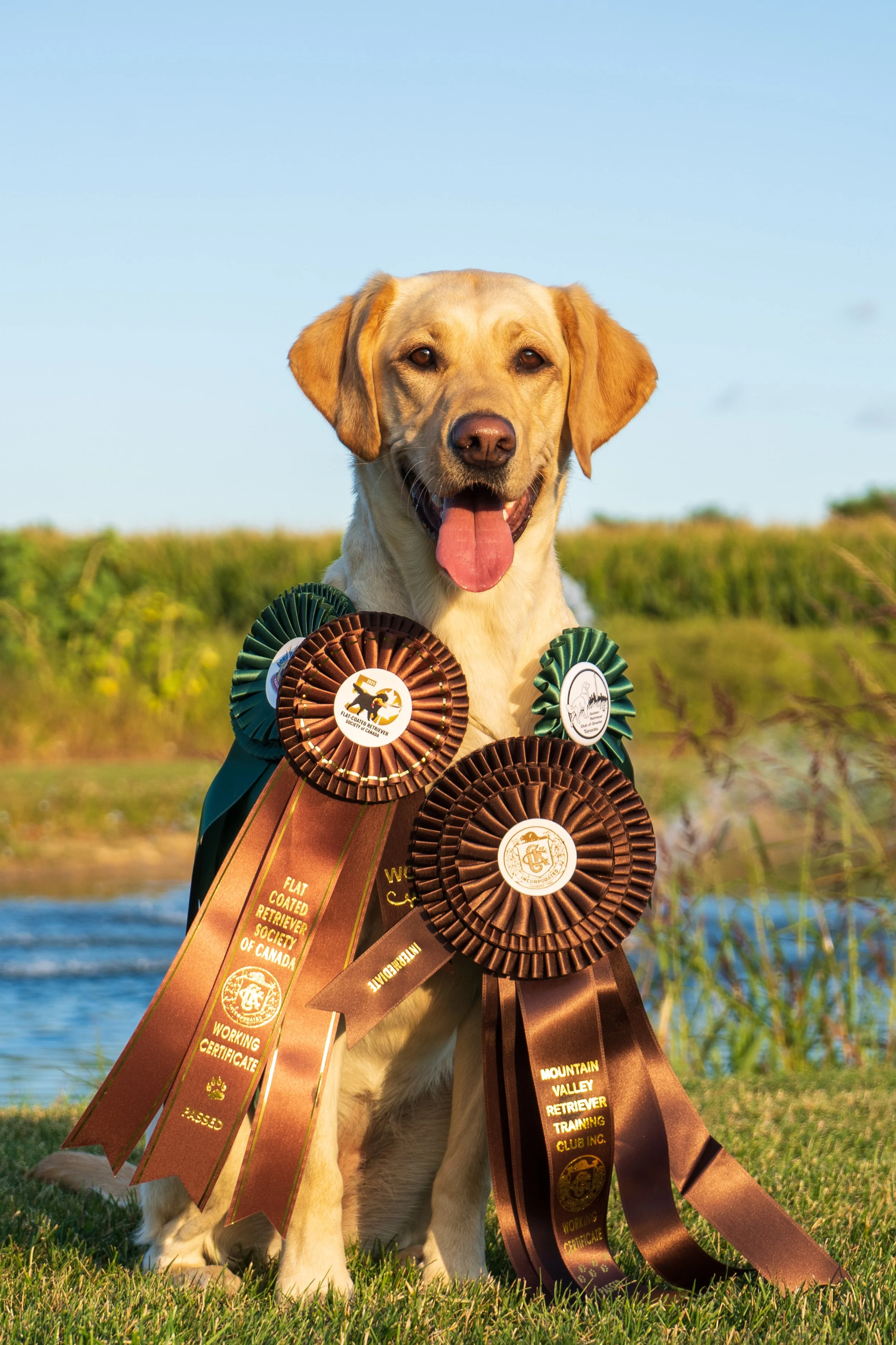 Cali ribbons 2025-1.jpg