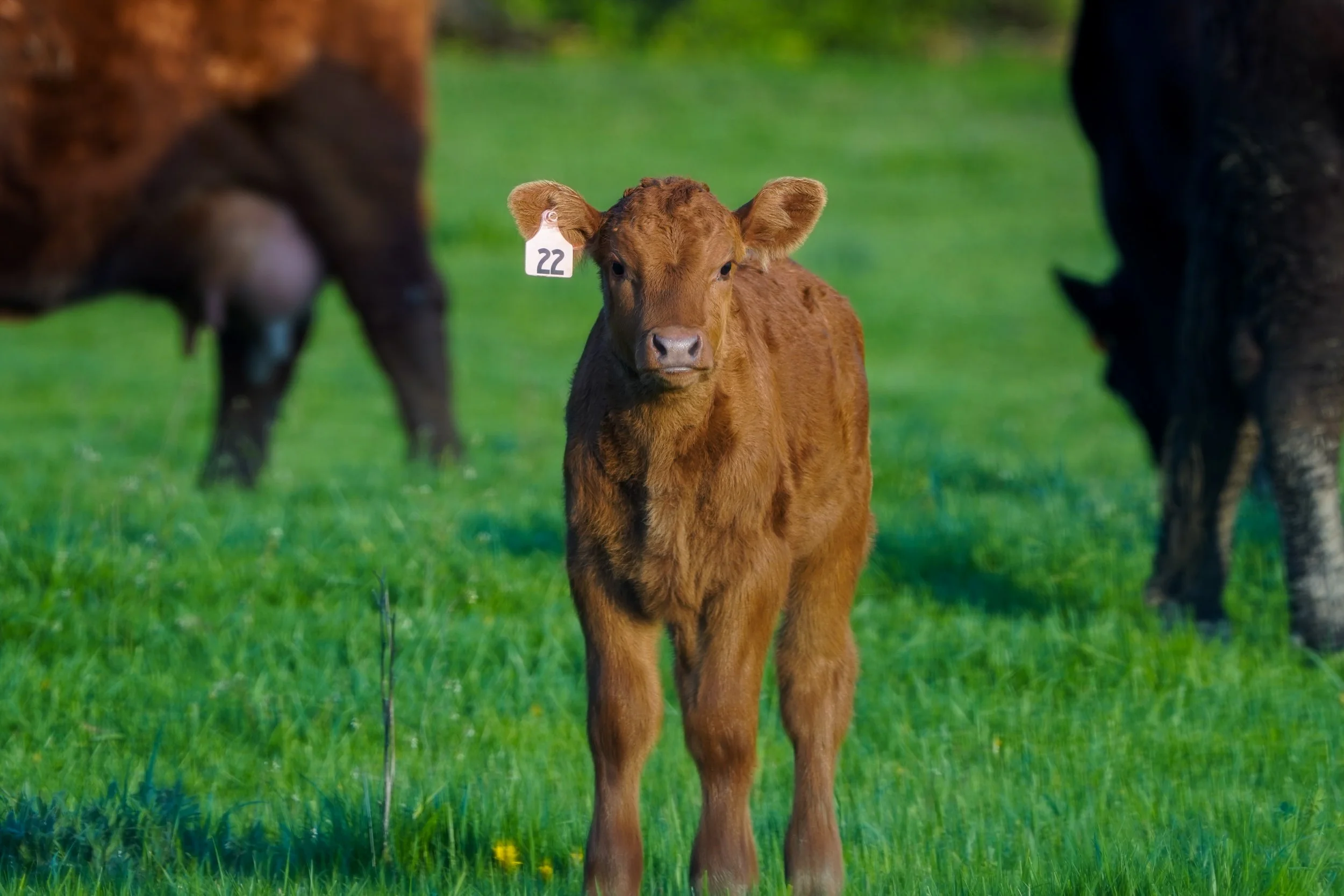 cows-1.jpg