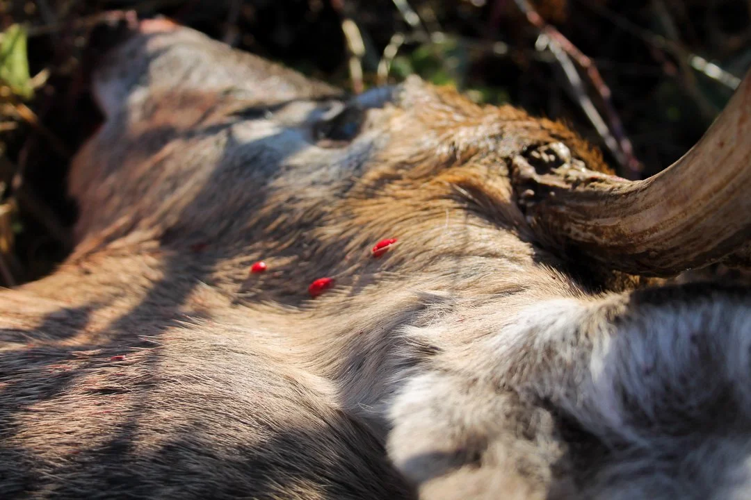 Whitetail with blood Nov 2020.jpg