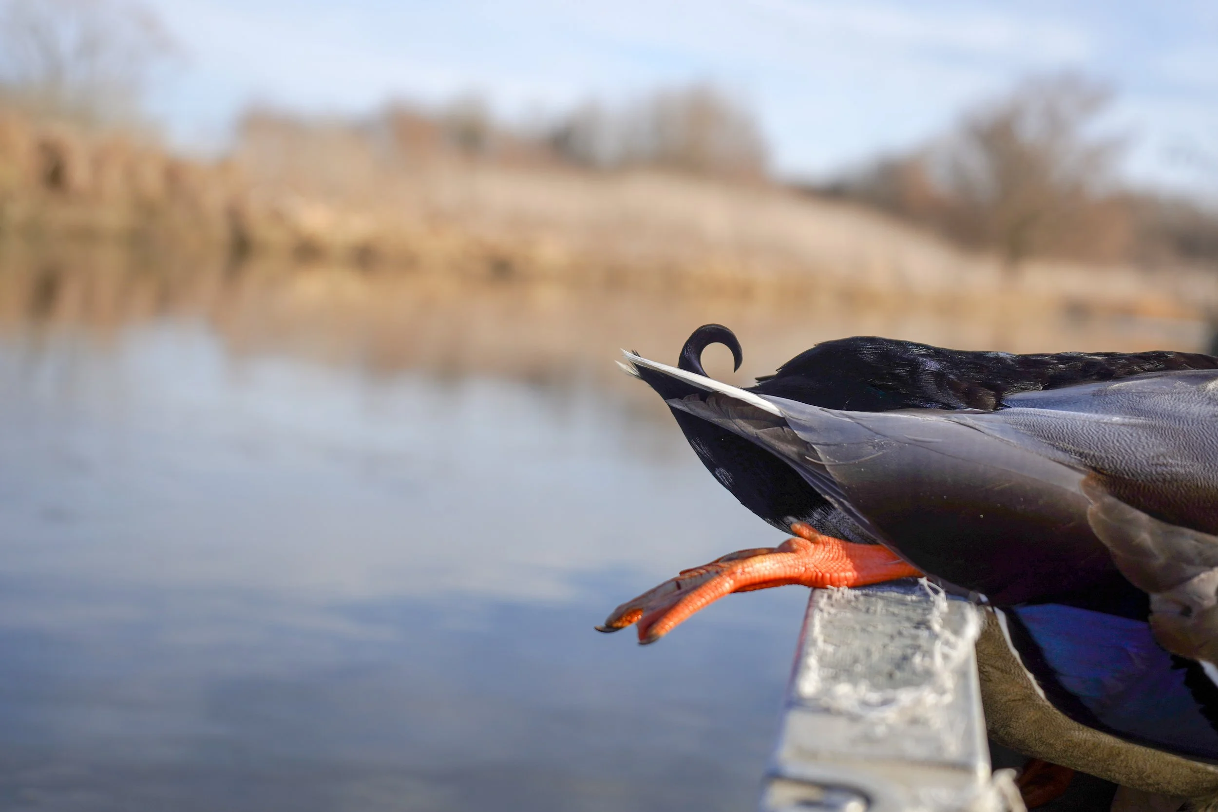 Duck curl.jpg