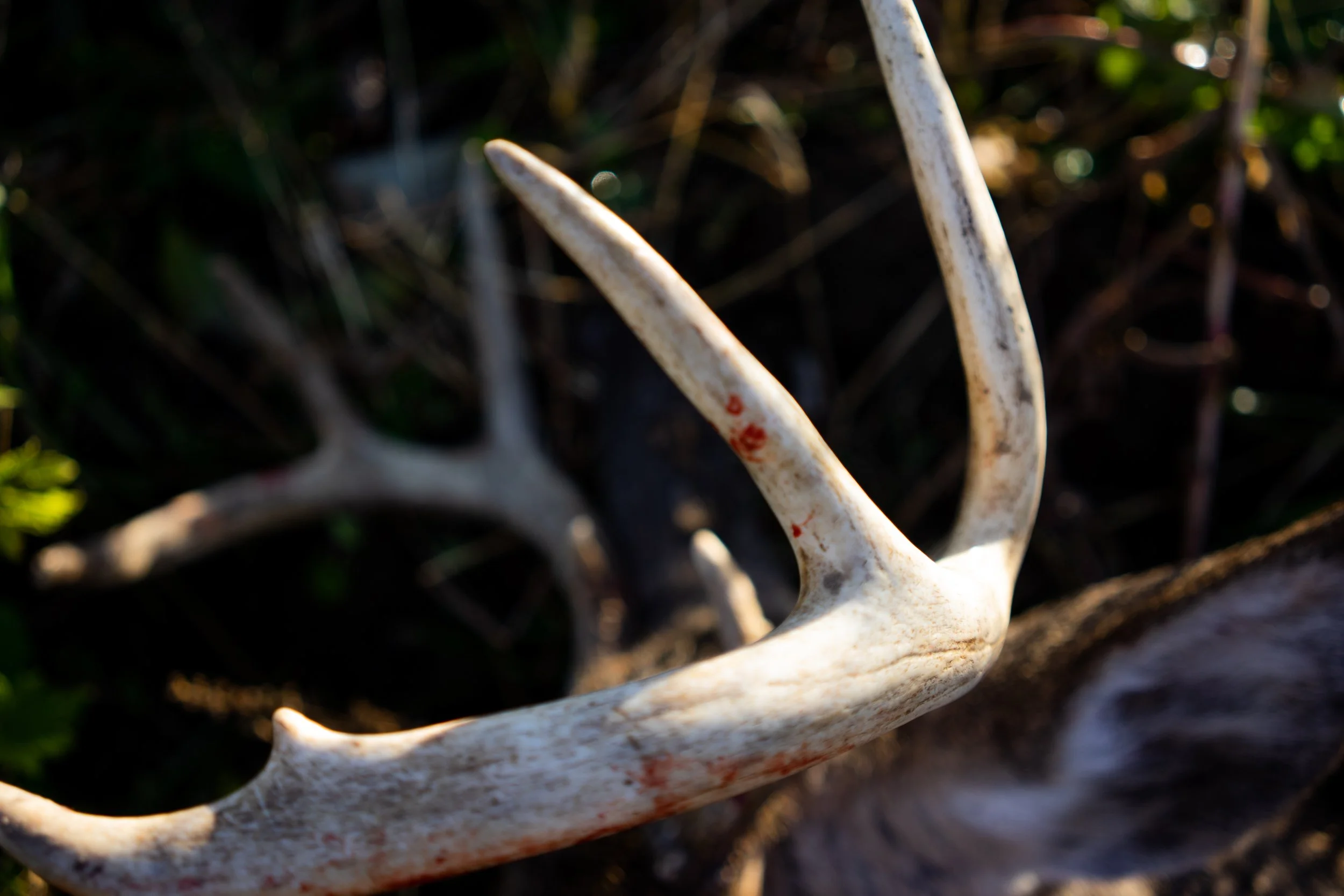 Whitetail Website-1.jpg