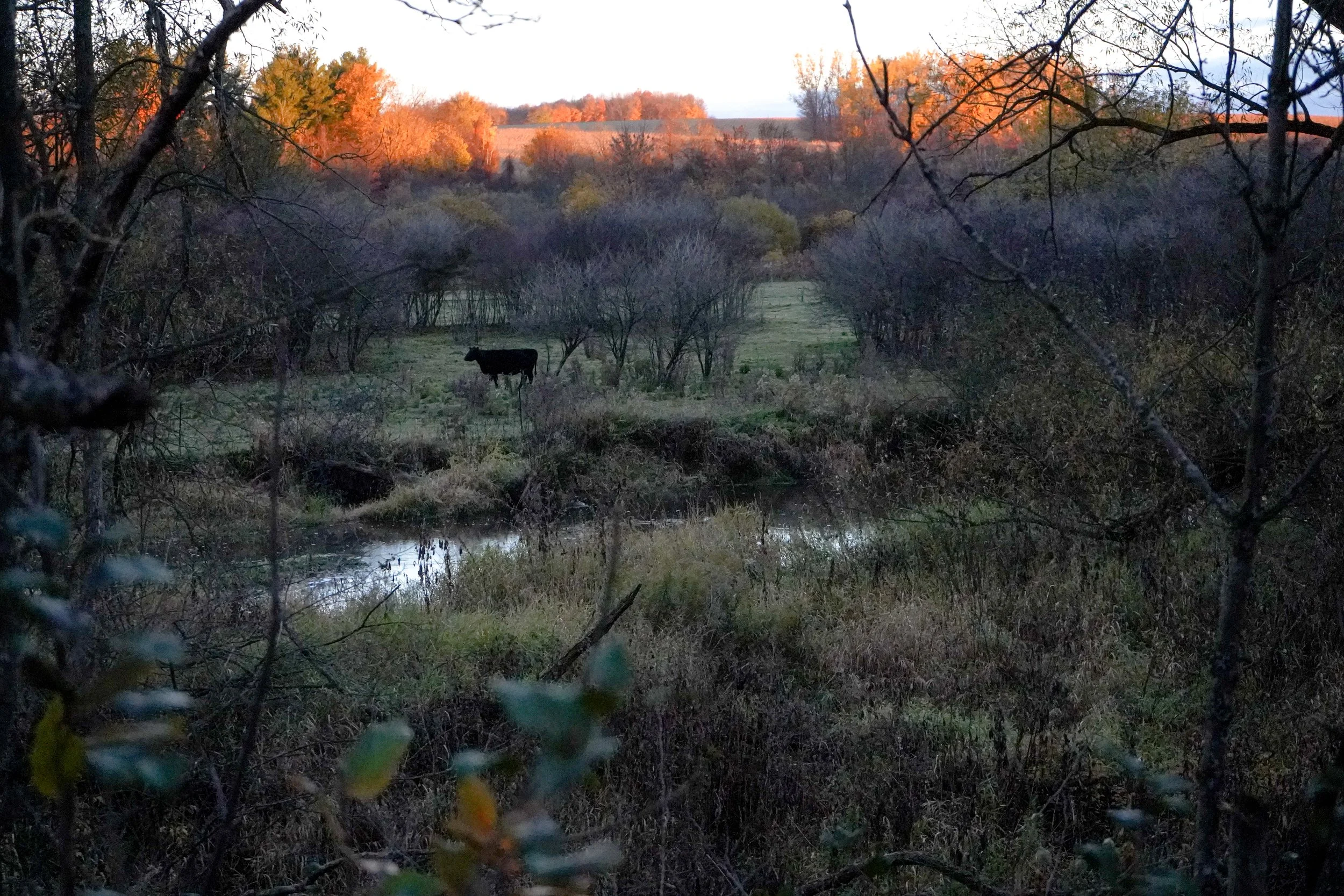 Whitetail Website-28.jpg