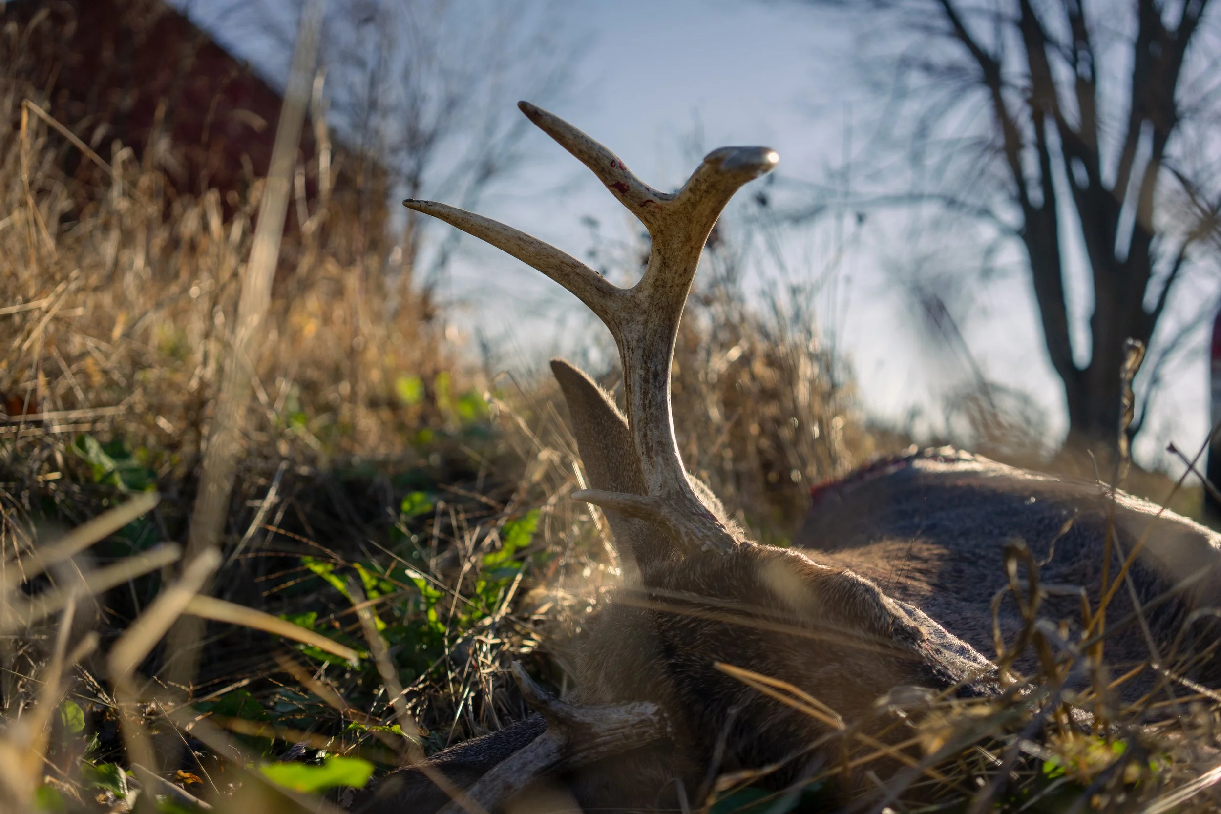 Whitetail Website-13.jpg