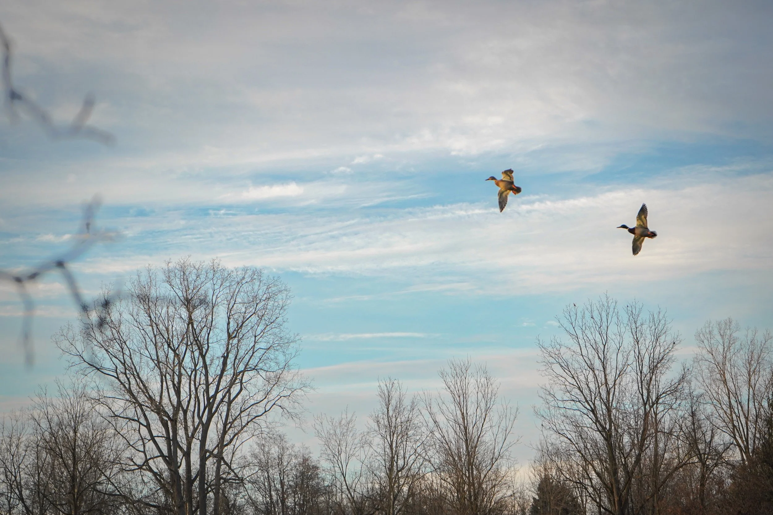 Waterfowl Website-02.jpg