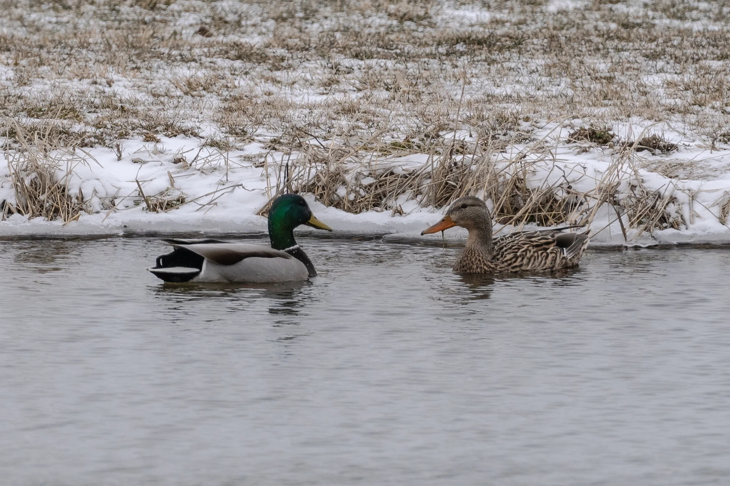 Waterfowl Website-15.jpg