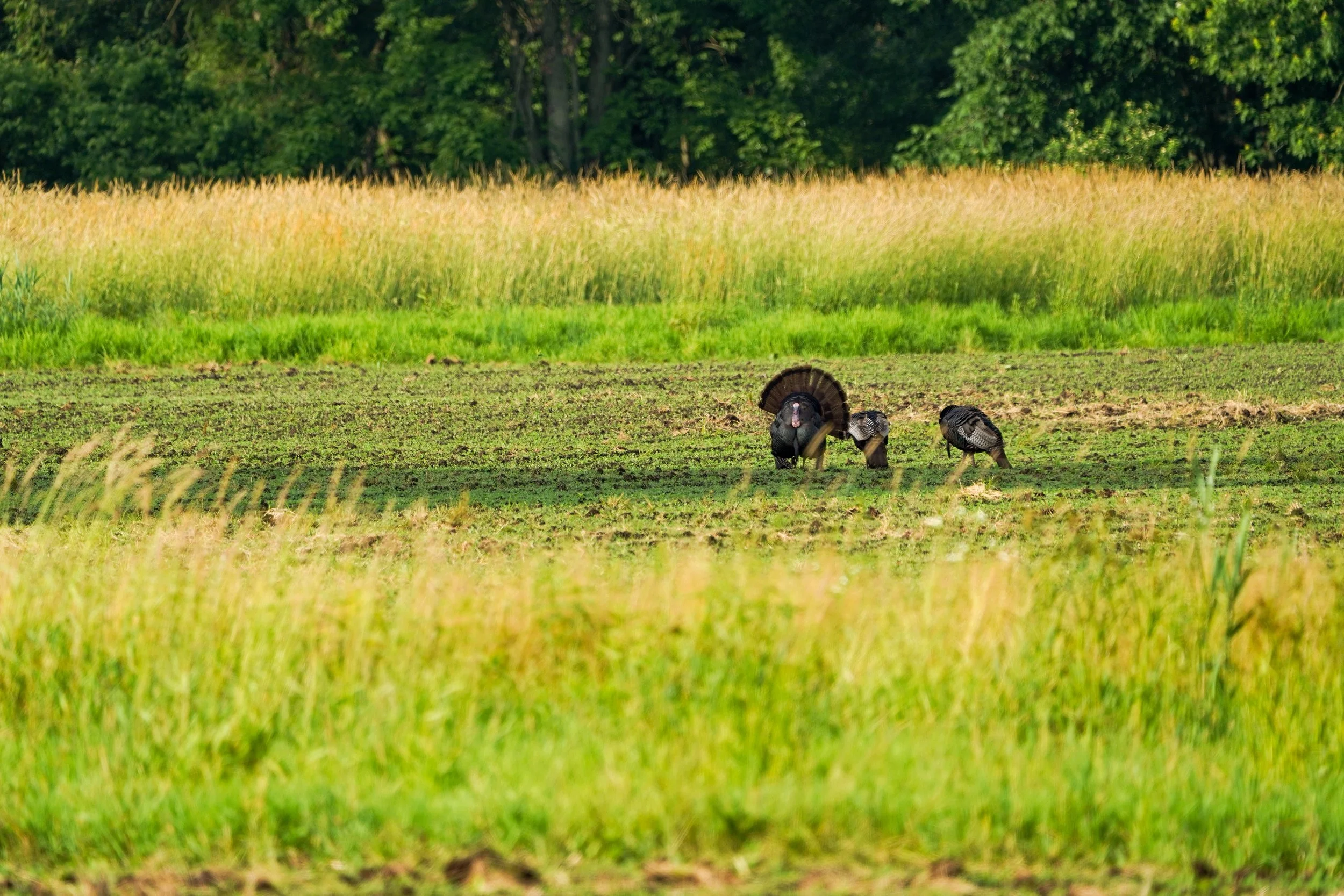 turkey strut.jpg