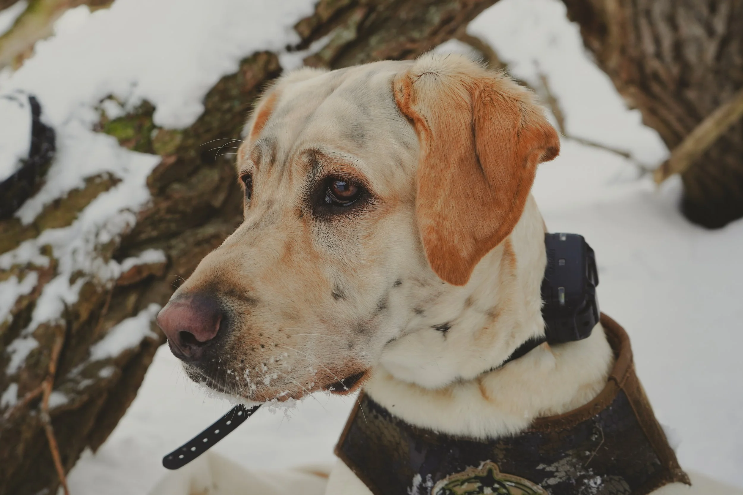 Waterfowl Website-06.jpg