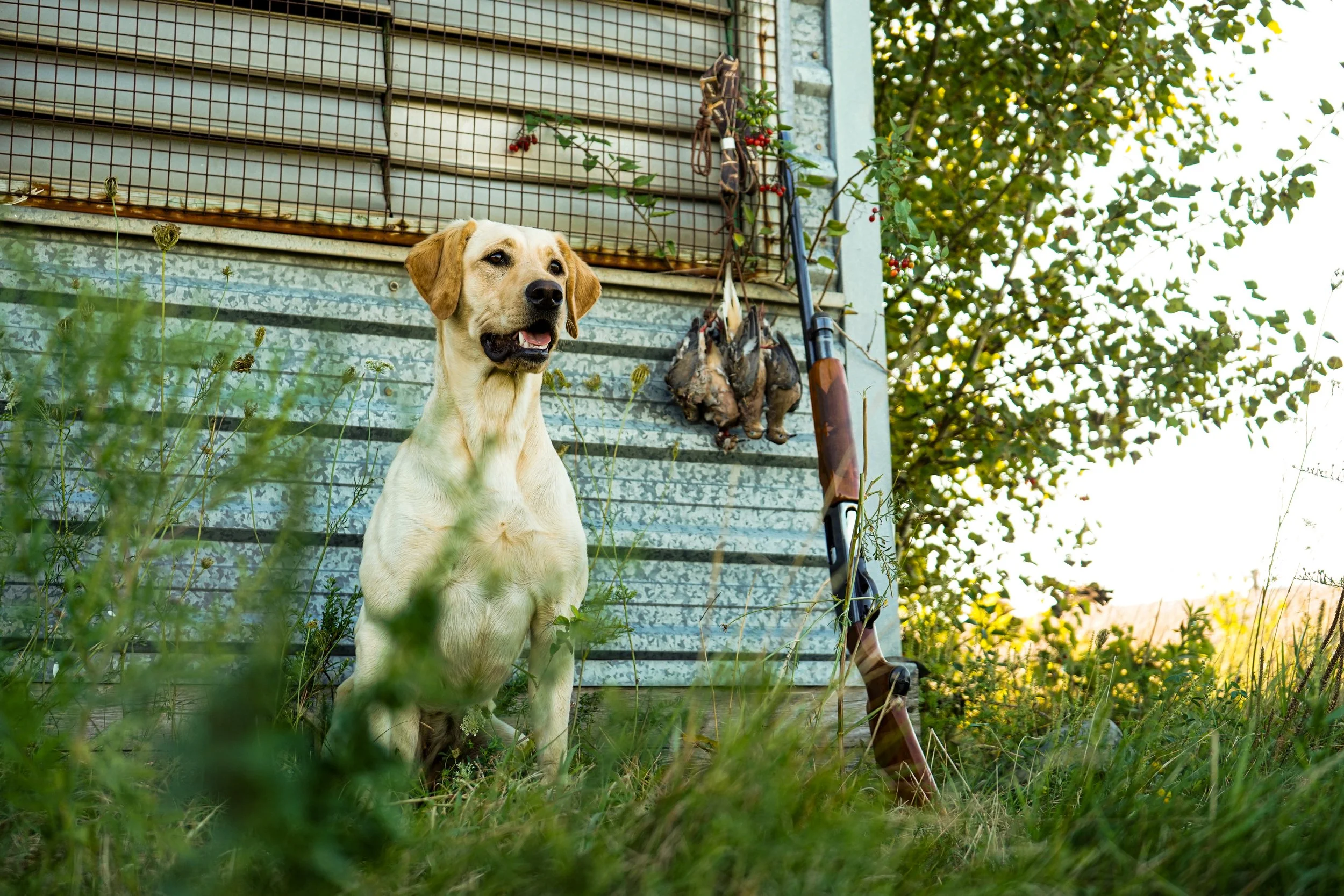 Dove Hunt -3.jpg