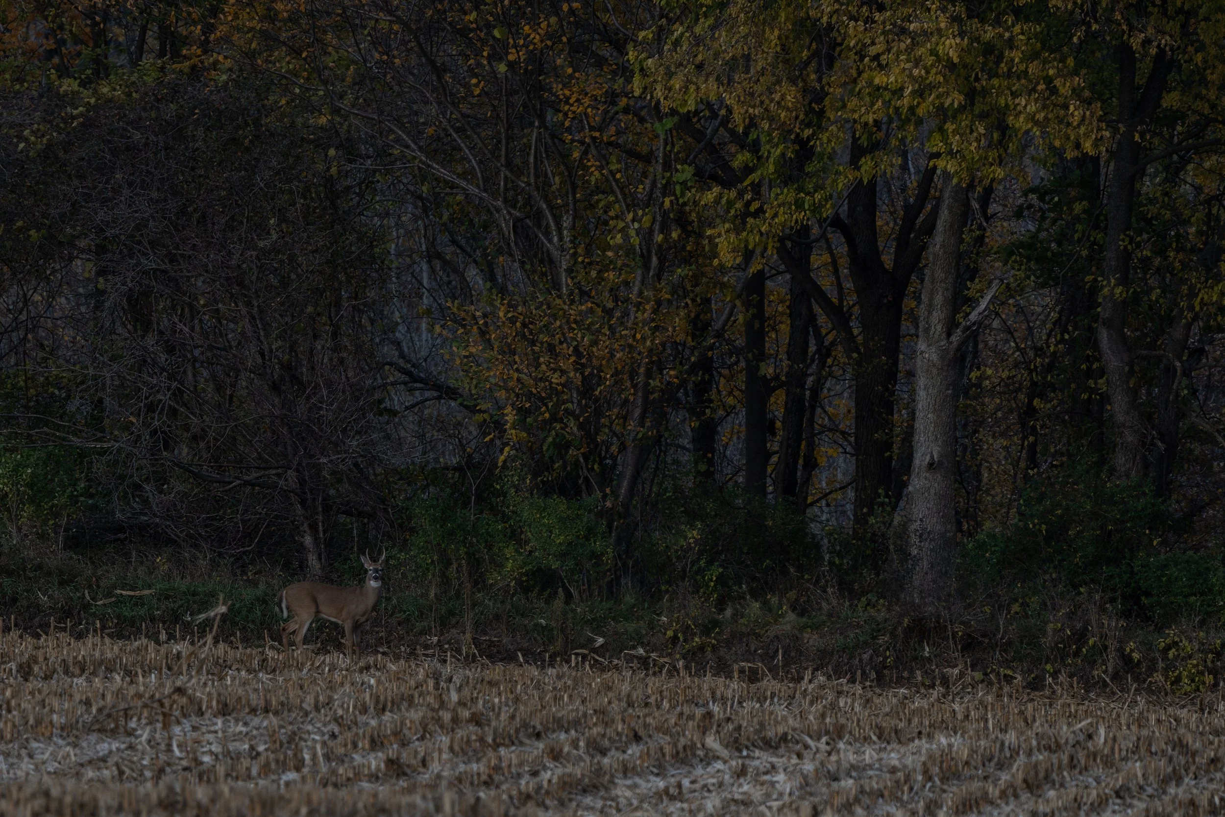 Whitetail Website-41.jpg