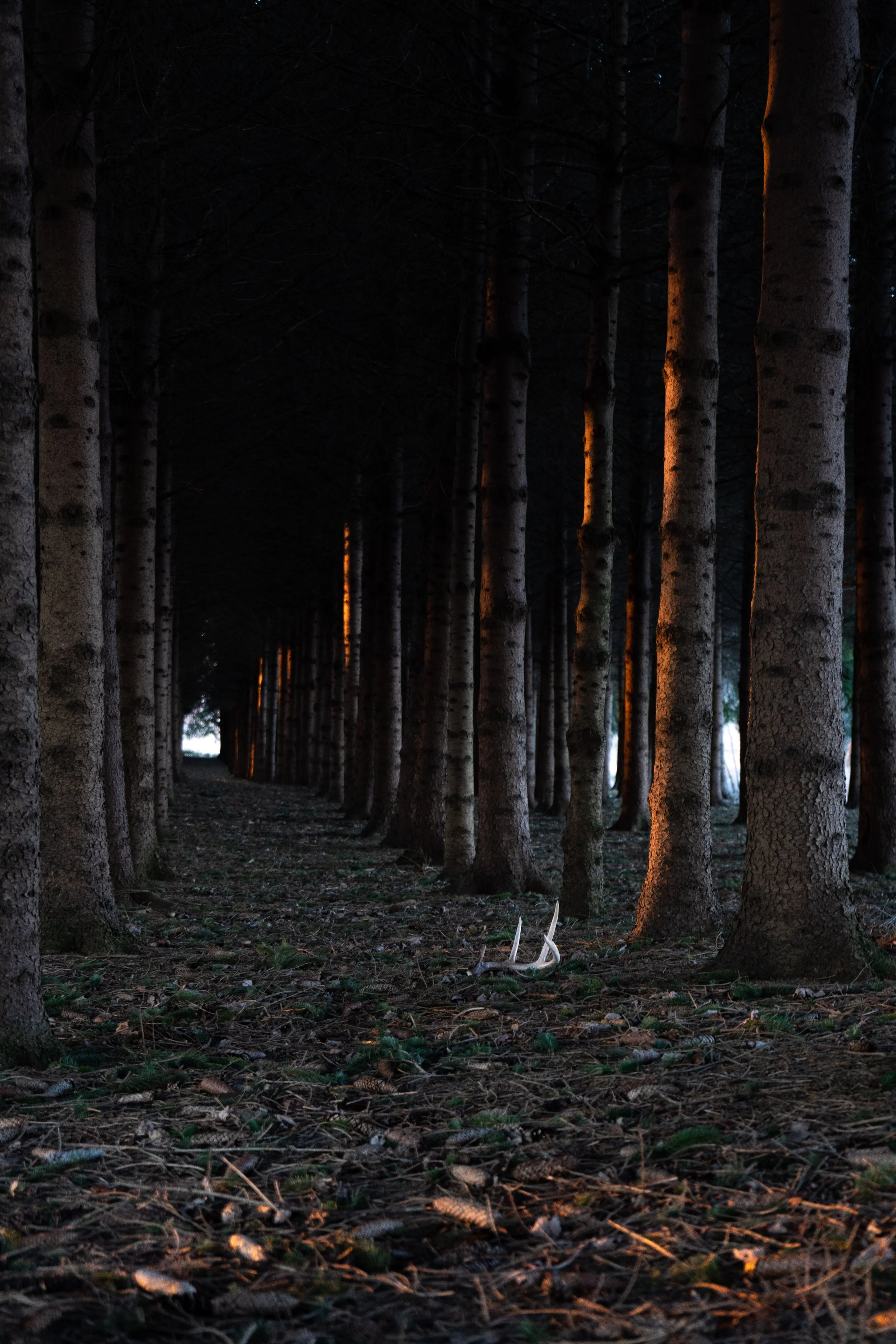 looman light antler.jpg