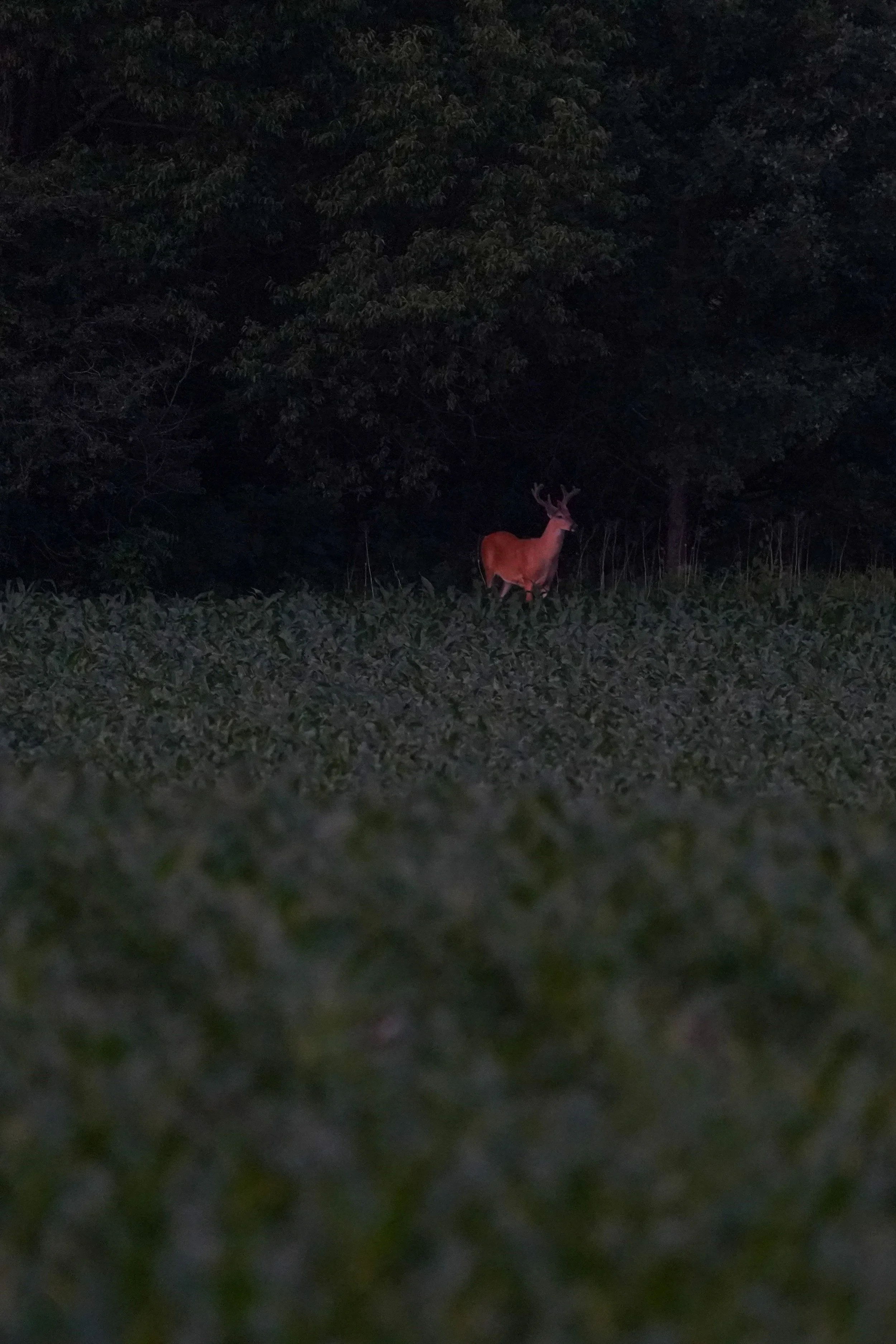 summer whitetail.jpg