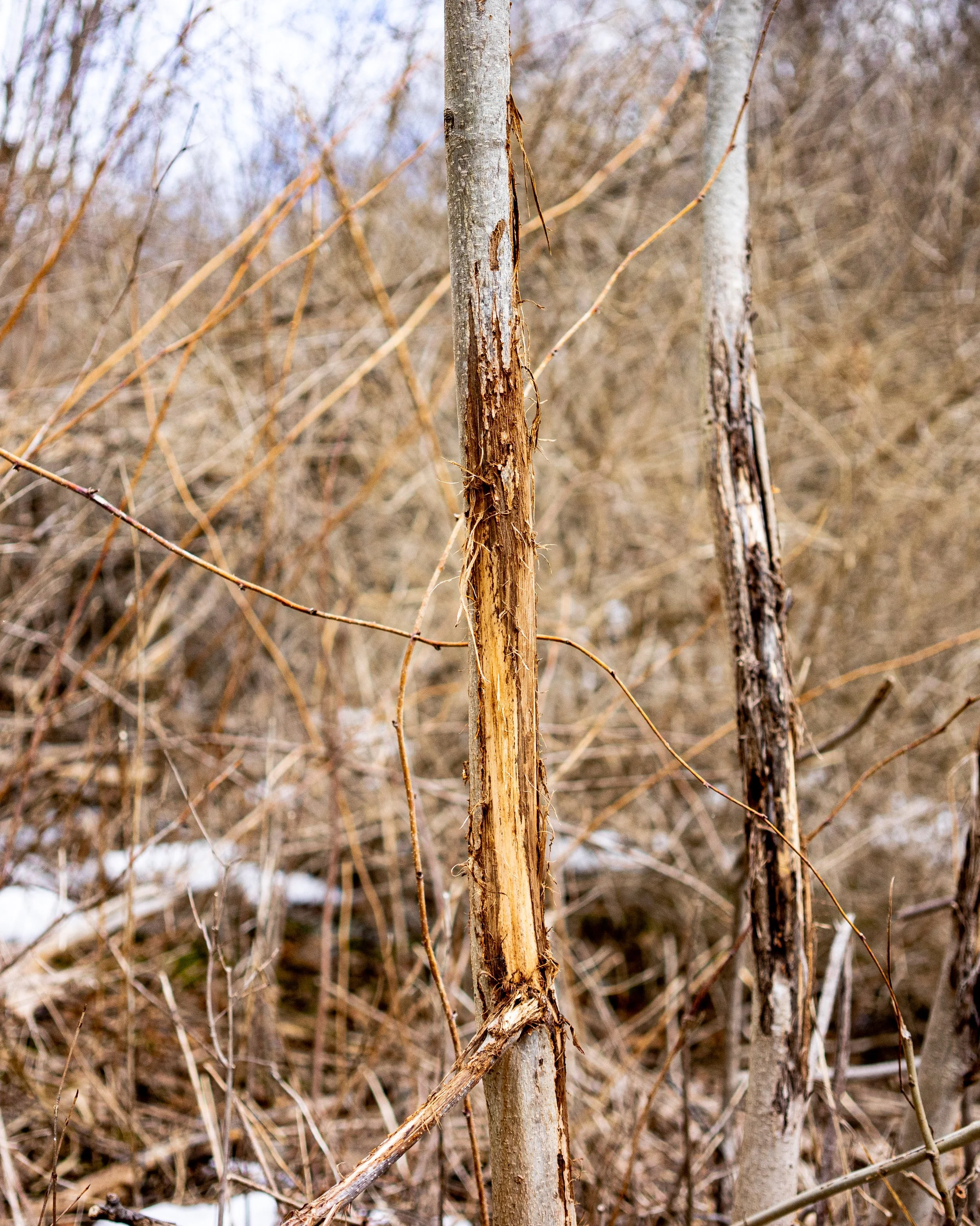 Whitetail Website-17.jpg