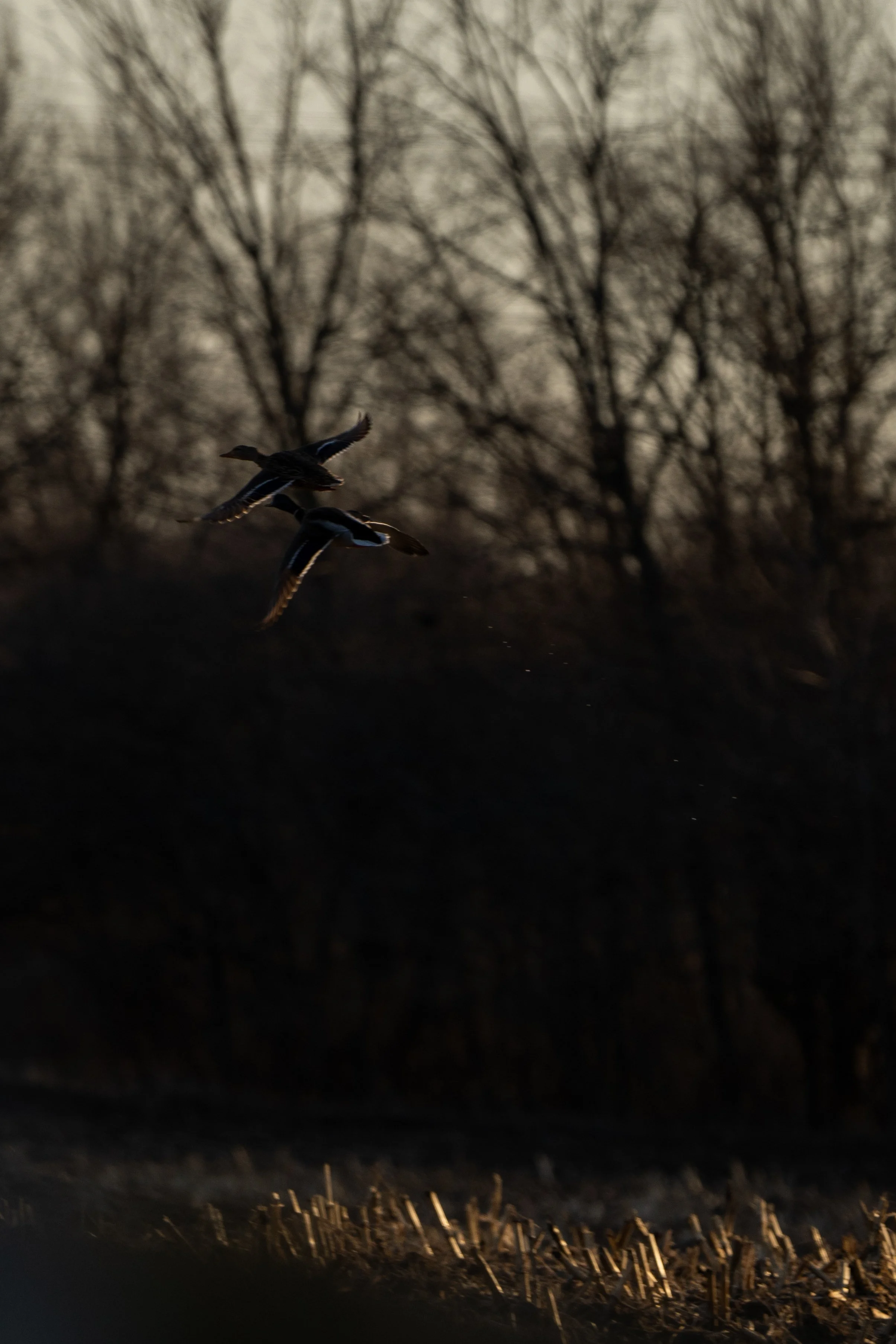 Waterfowl Website-17.jpg