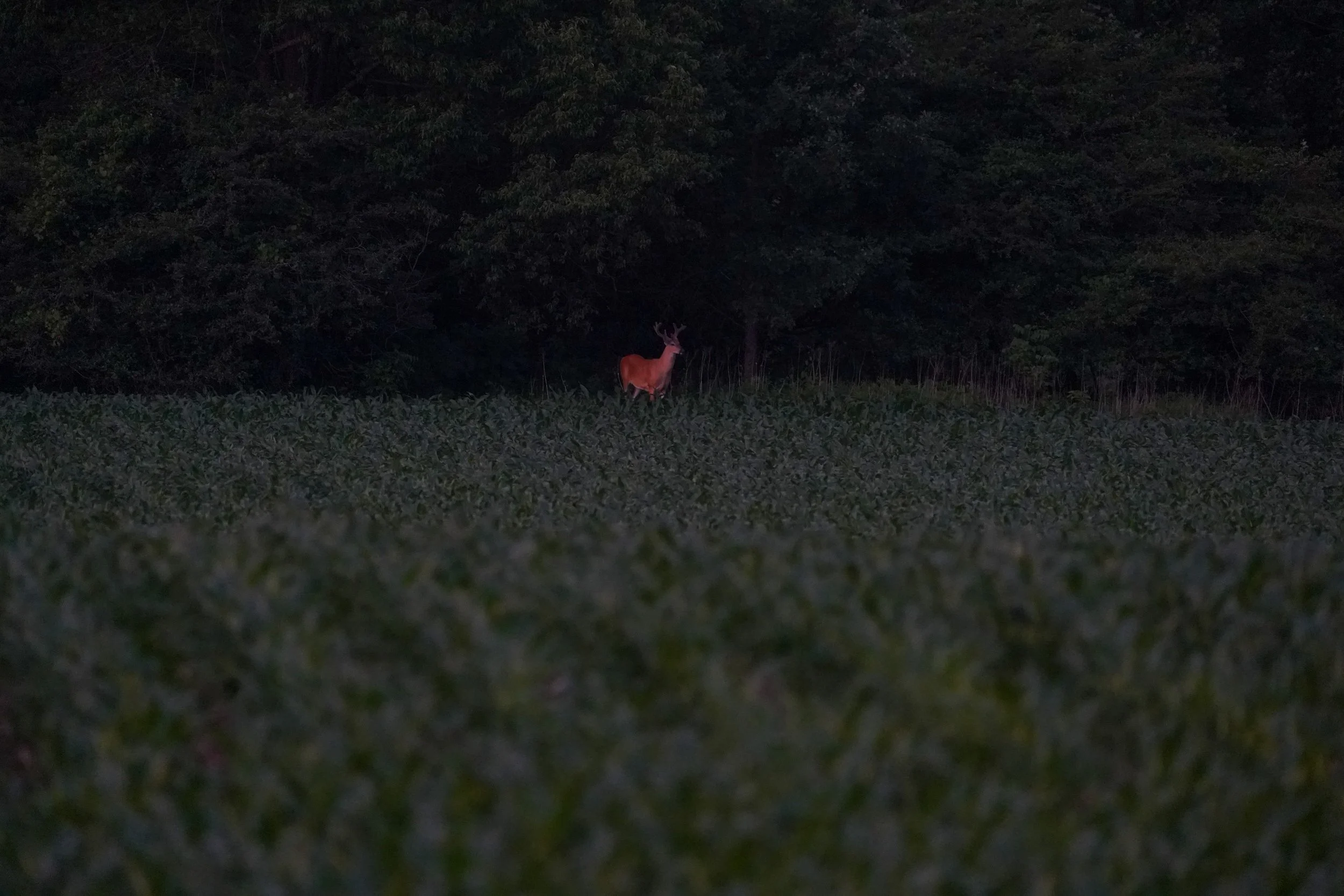 Whitetail Website-36.jpg