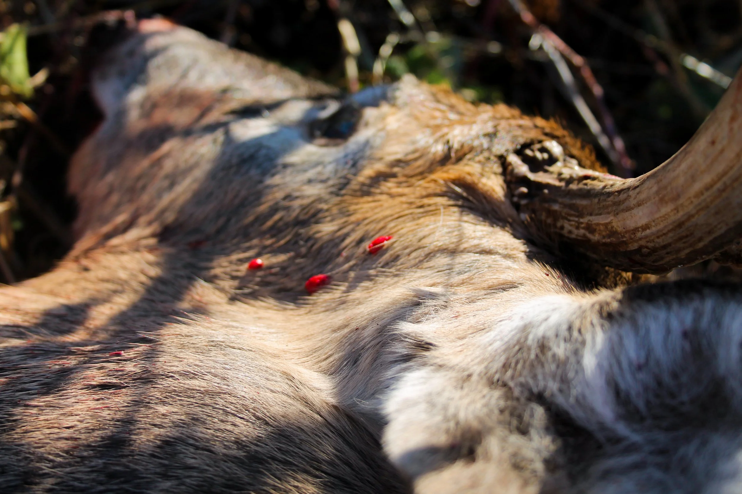 Whitetail Website-07.jpg
