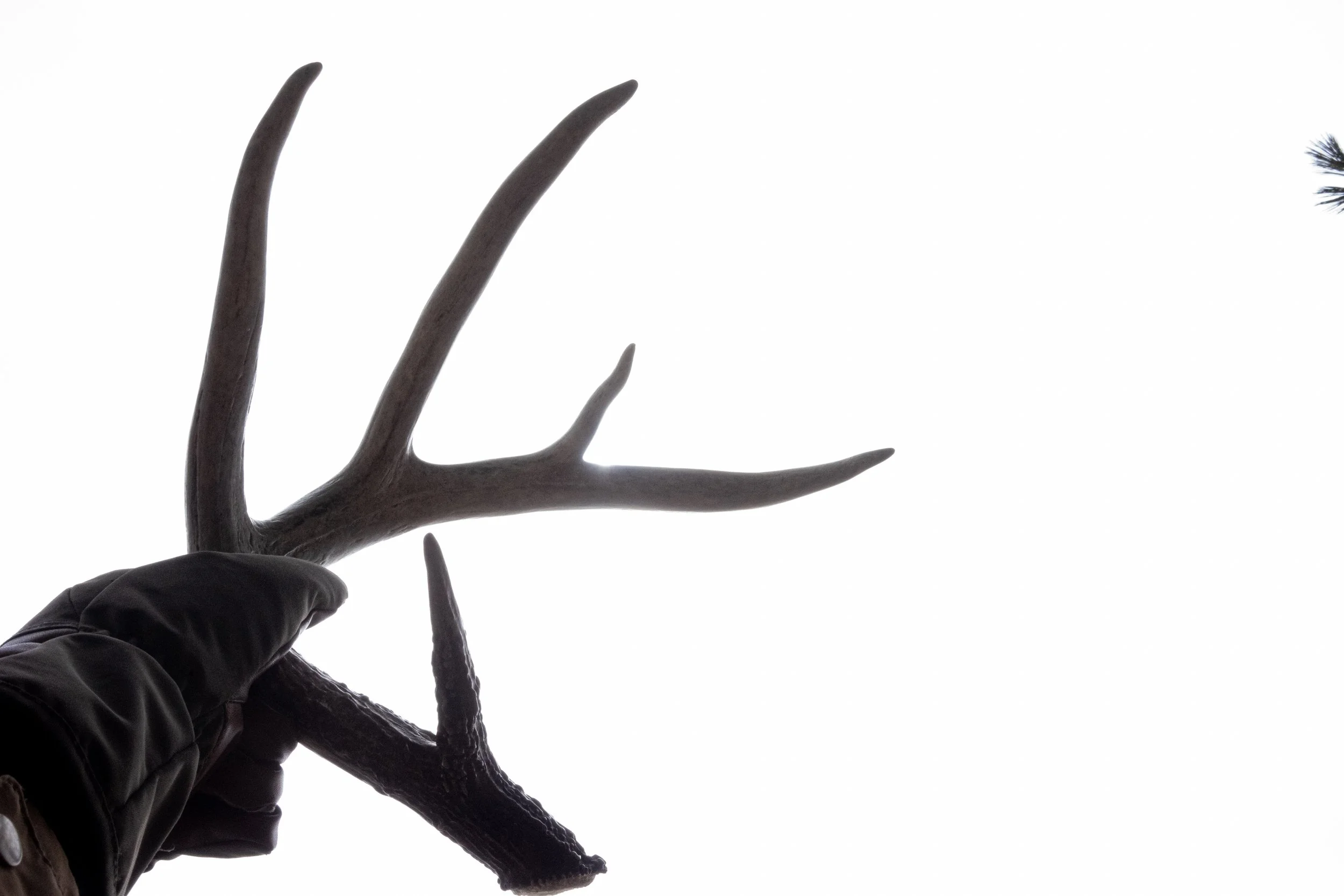 Sky Antler.jpg