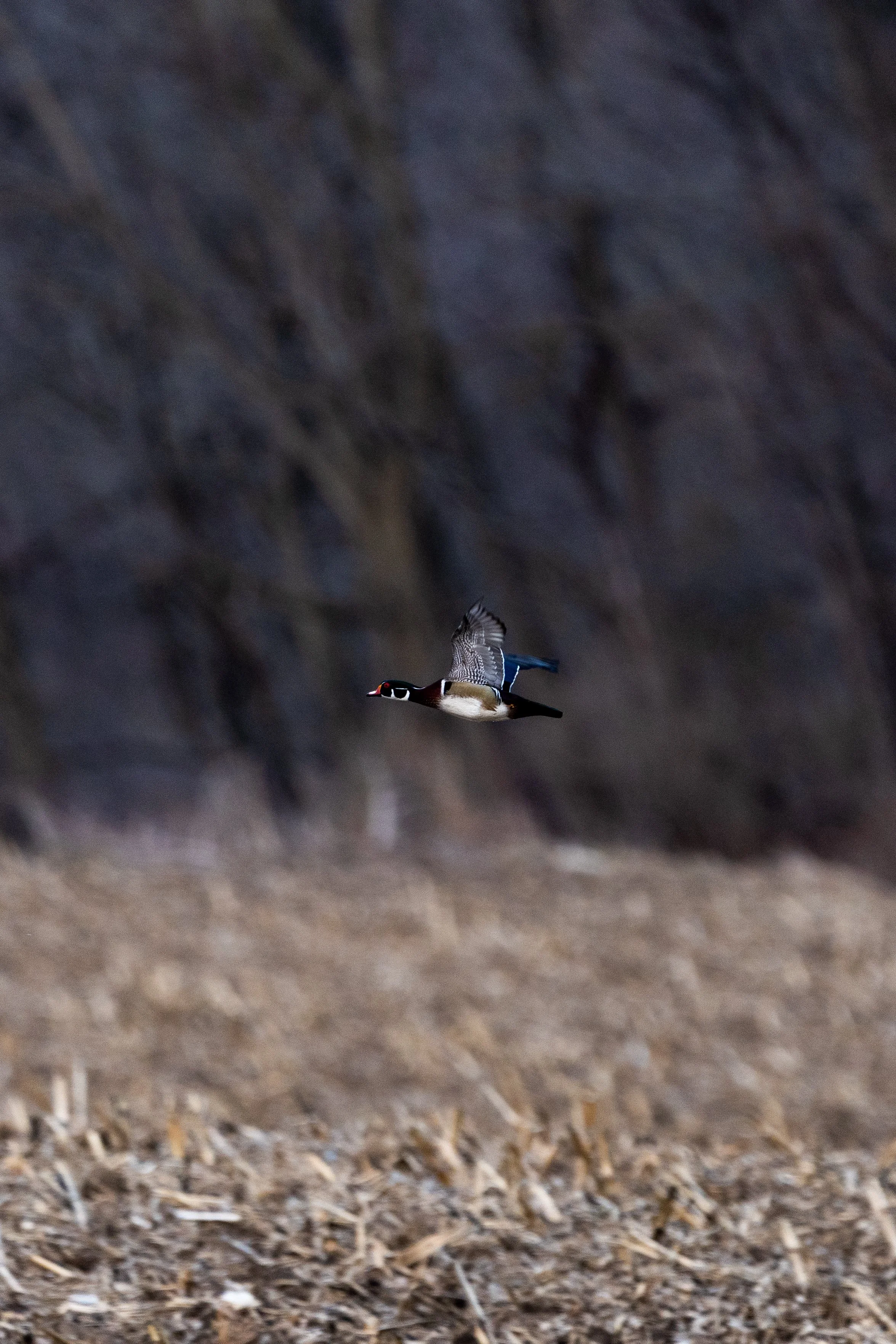 Wood duck flying.jpg