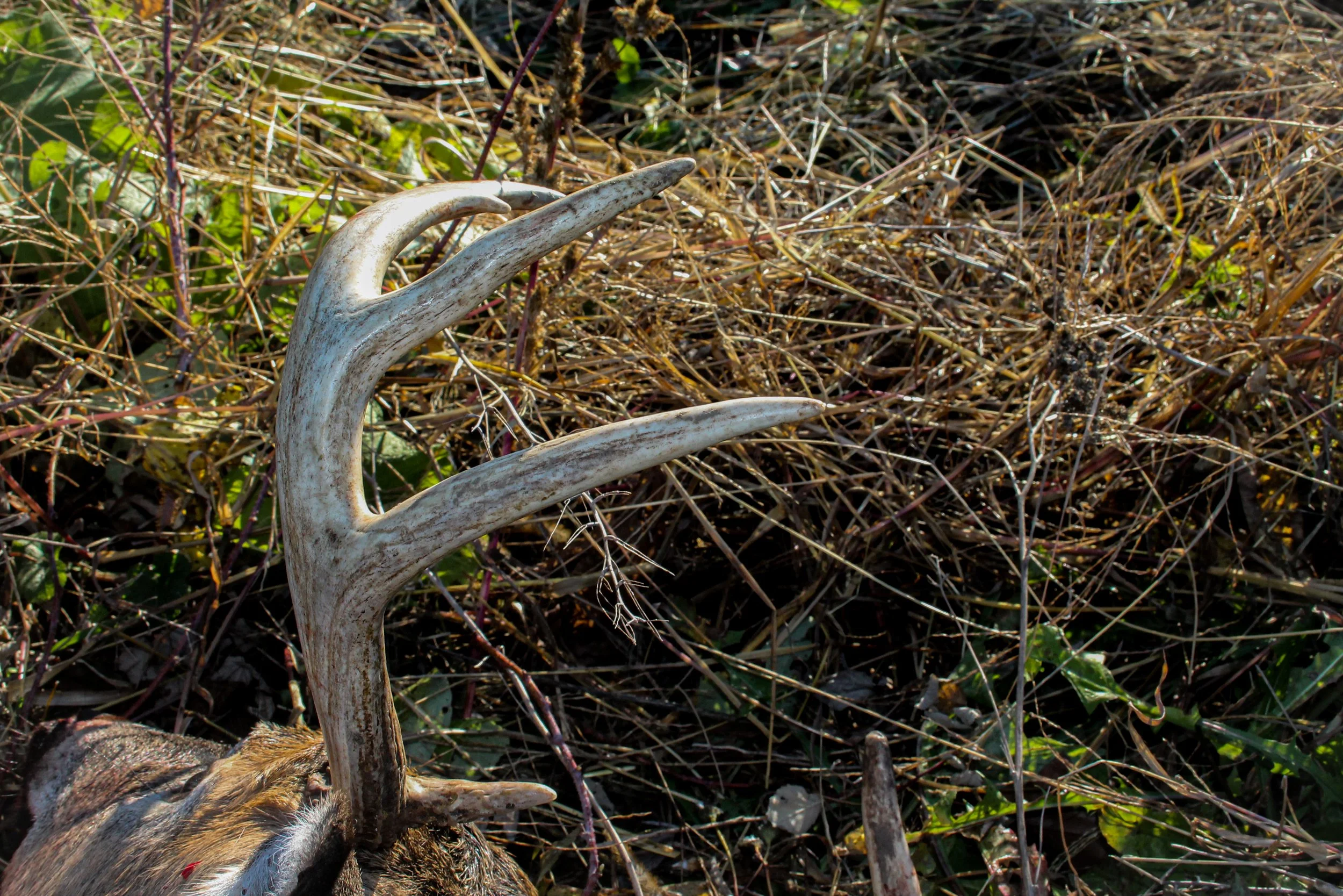 Whitetail Website-11.jpg