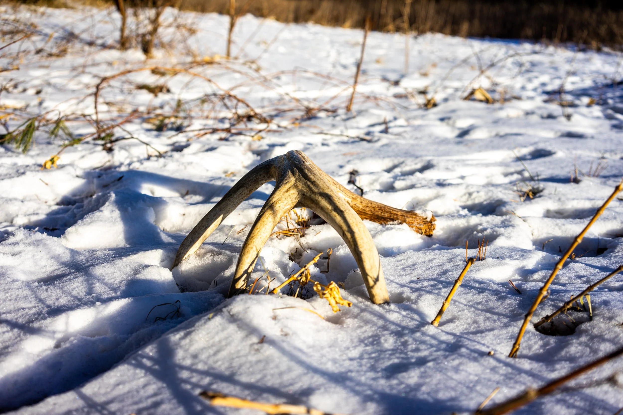 Whitetail Website-21.jpg