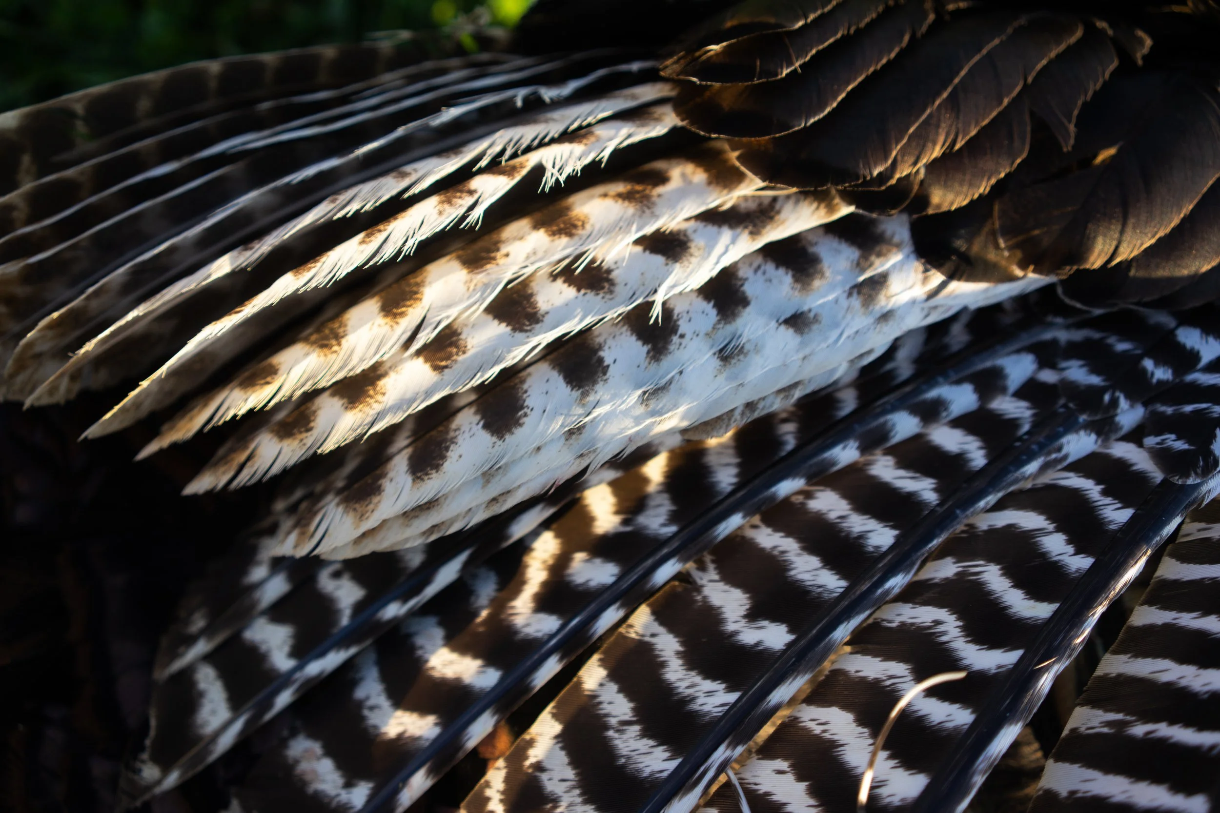 Turkeys Website-02.jpg