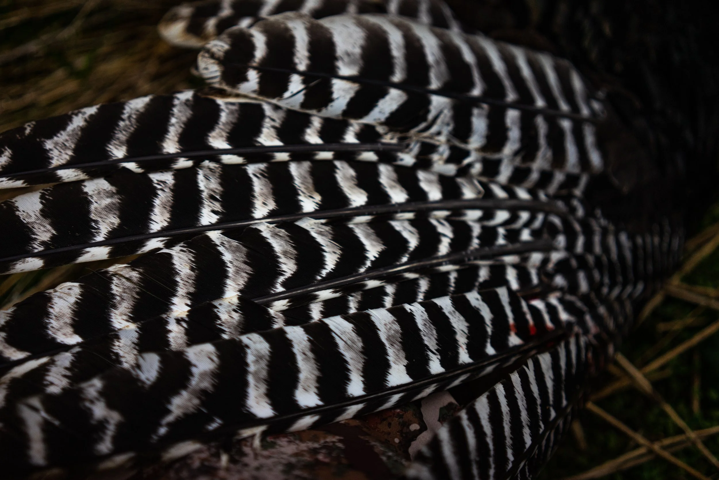 Turkeys Website-25.jpg