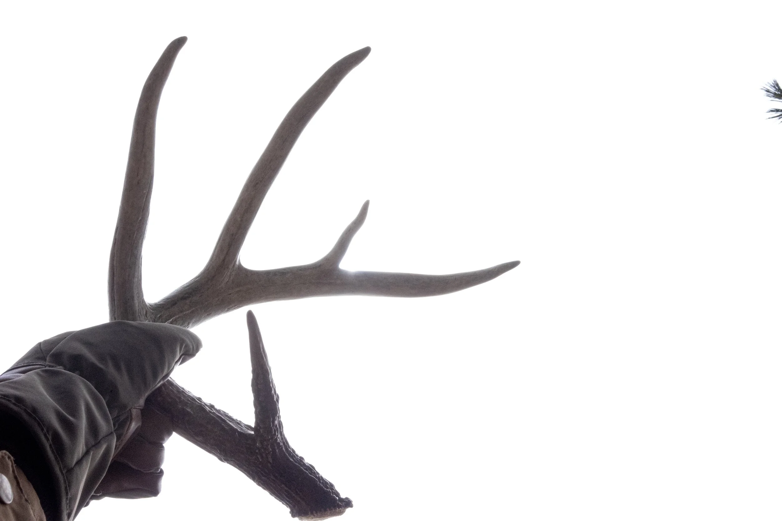 Whitetail Website-14.jpg