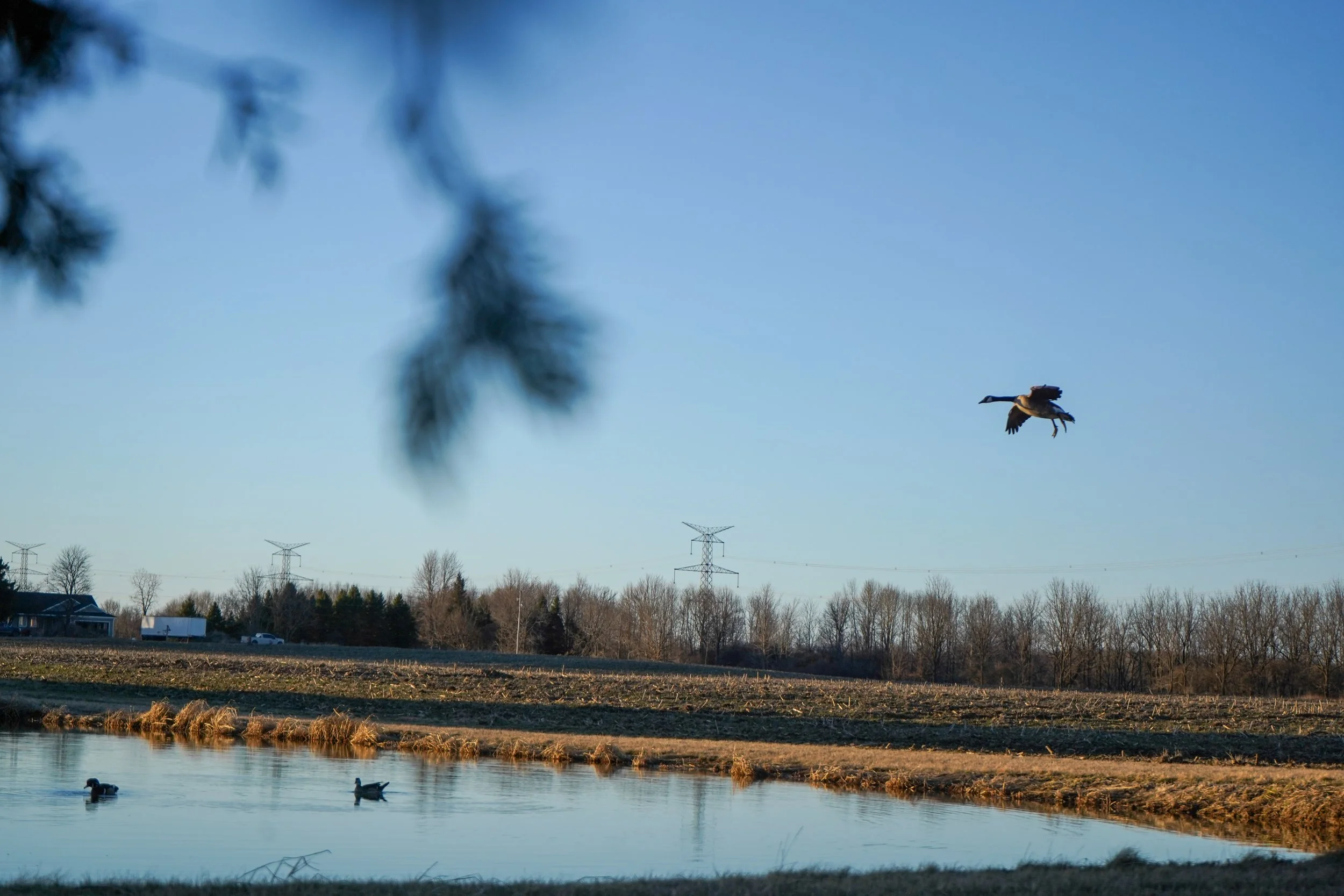 Waterfowl Website-11.jpg