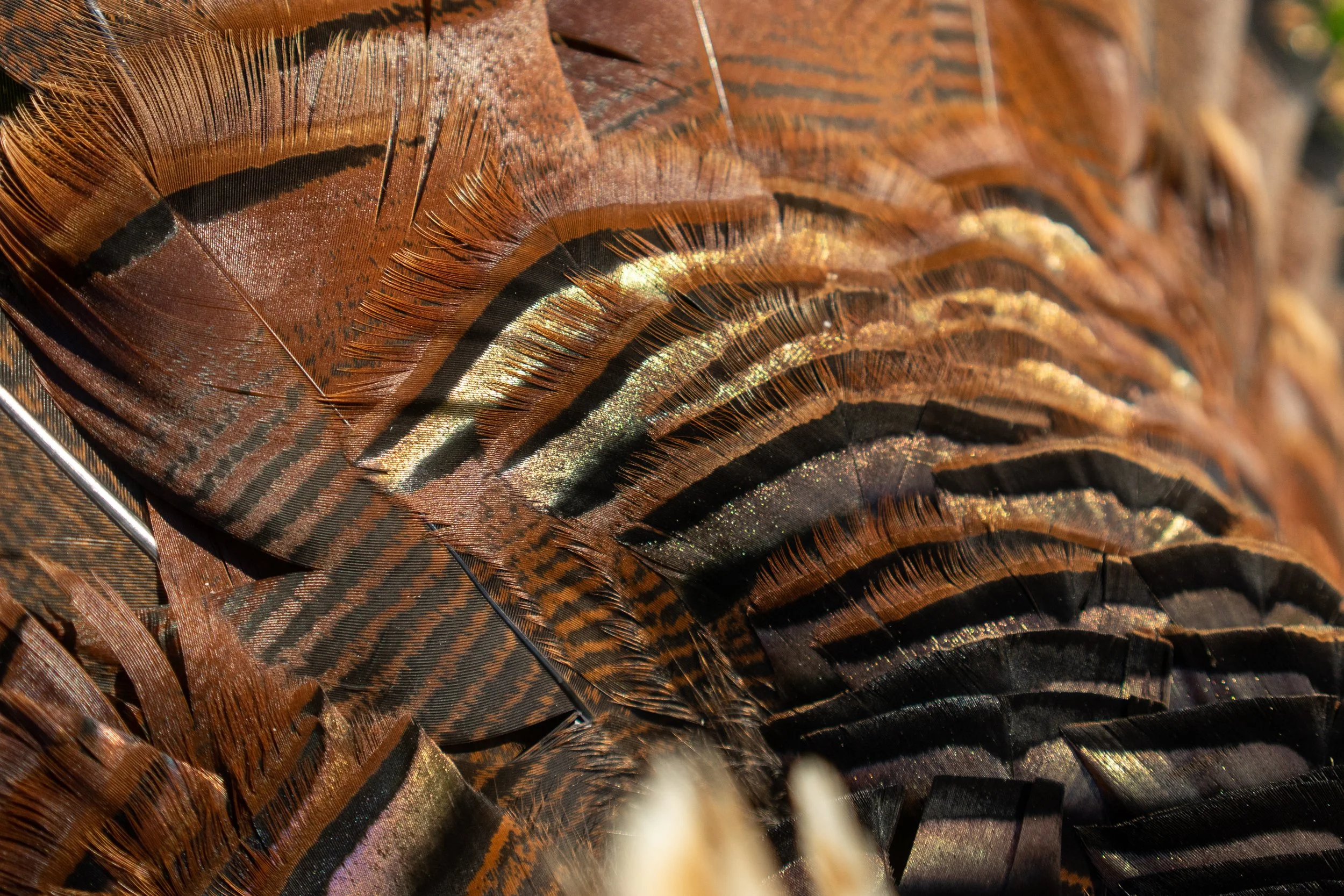 Turkeys Website-01.jpg