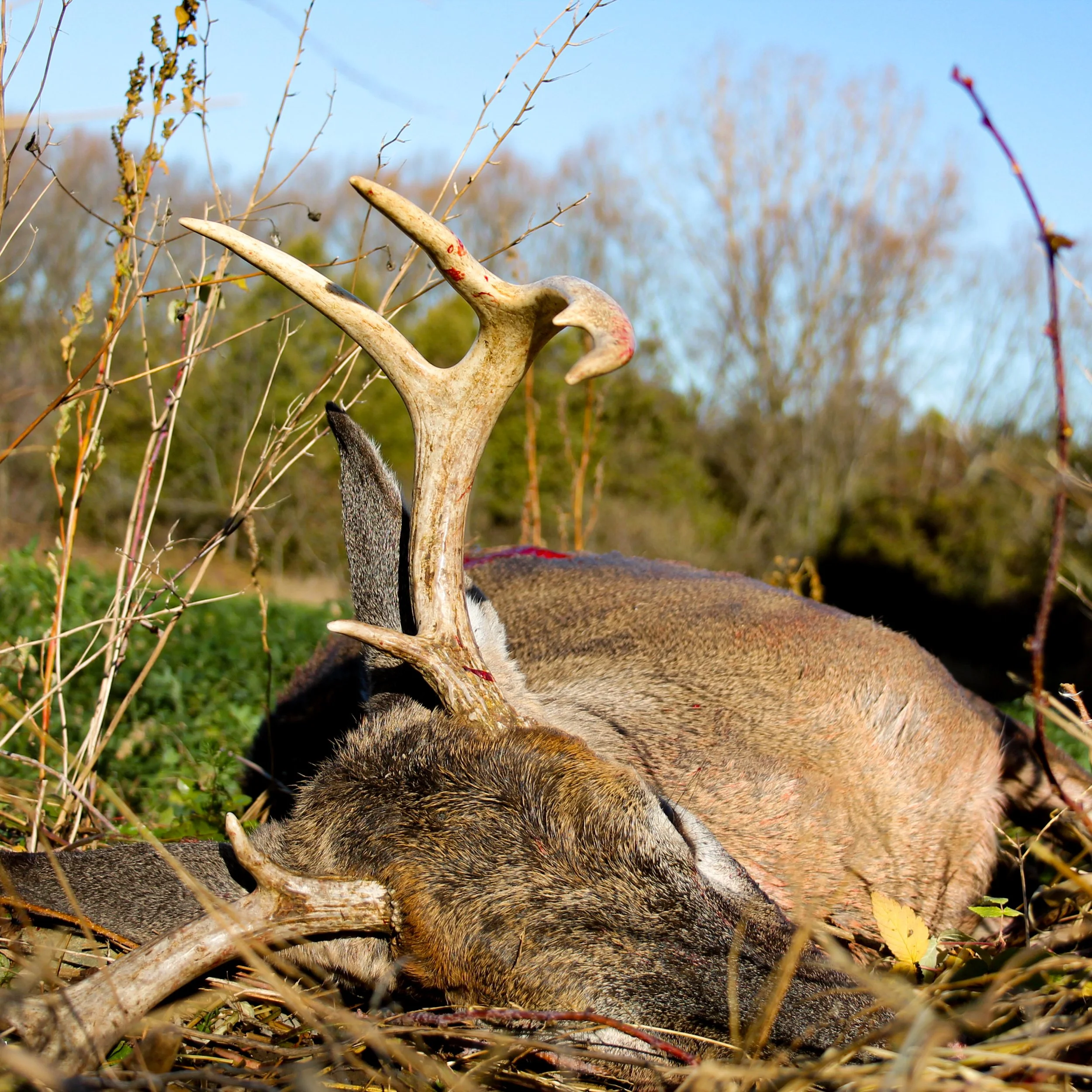 Whitetail Website-10.jpg