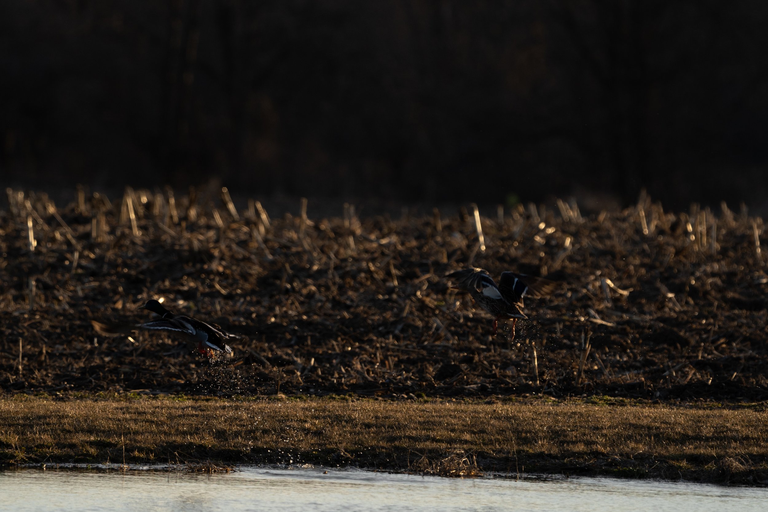Waterfowl Website-16.jpg