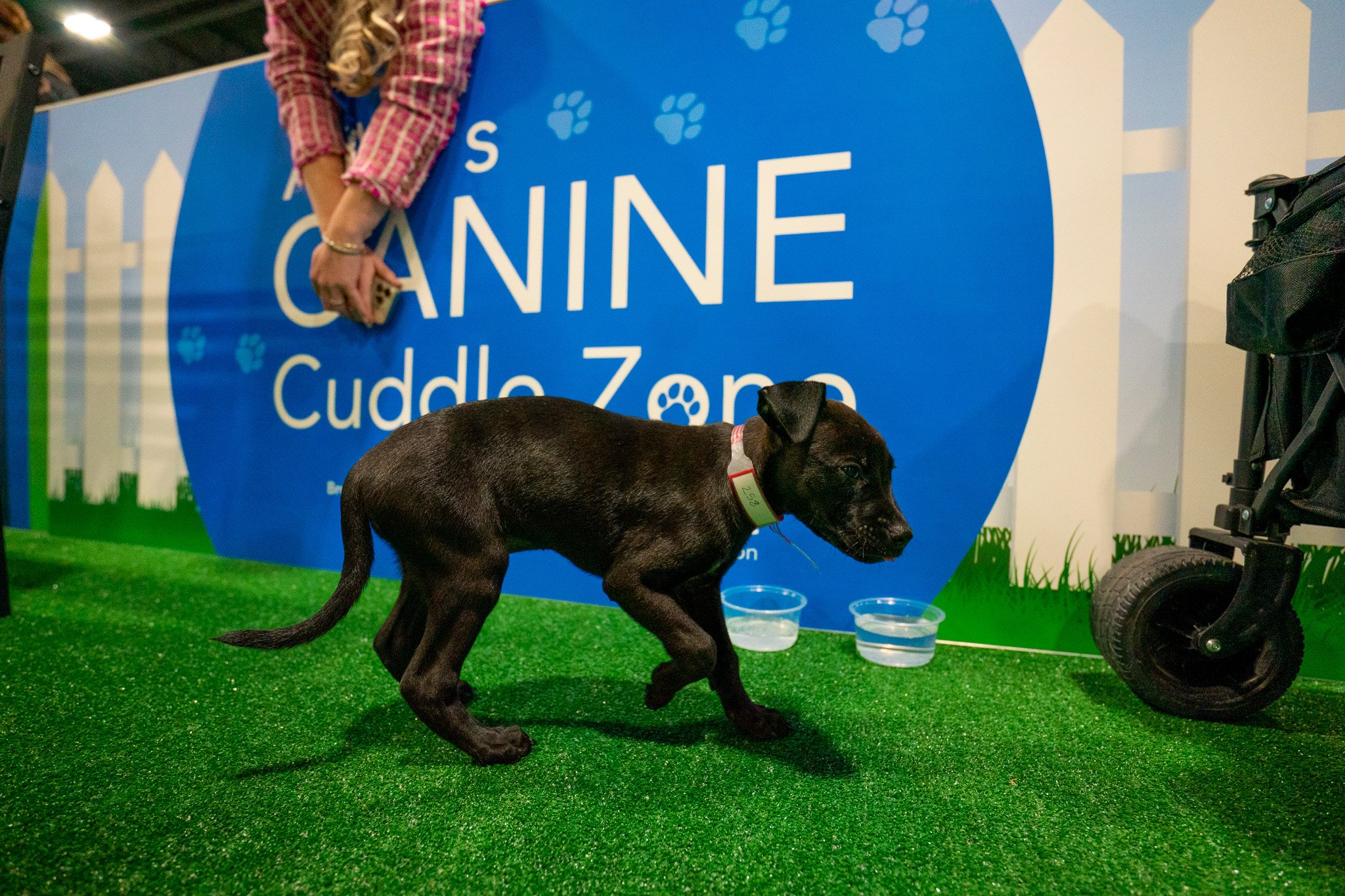 Canine Cuddle Zone at AAD Denver 2026 shot with Oscar and Associates