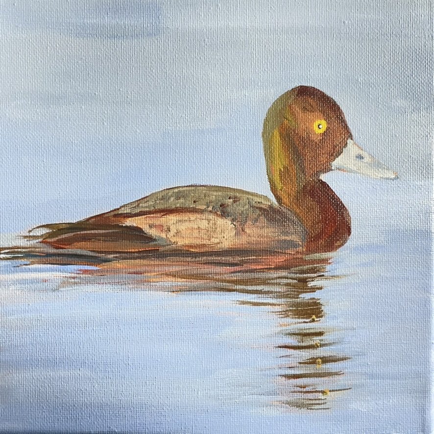 Duck Floating #1, 8x8