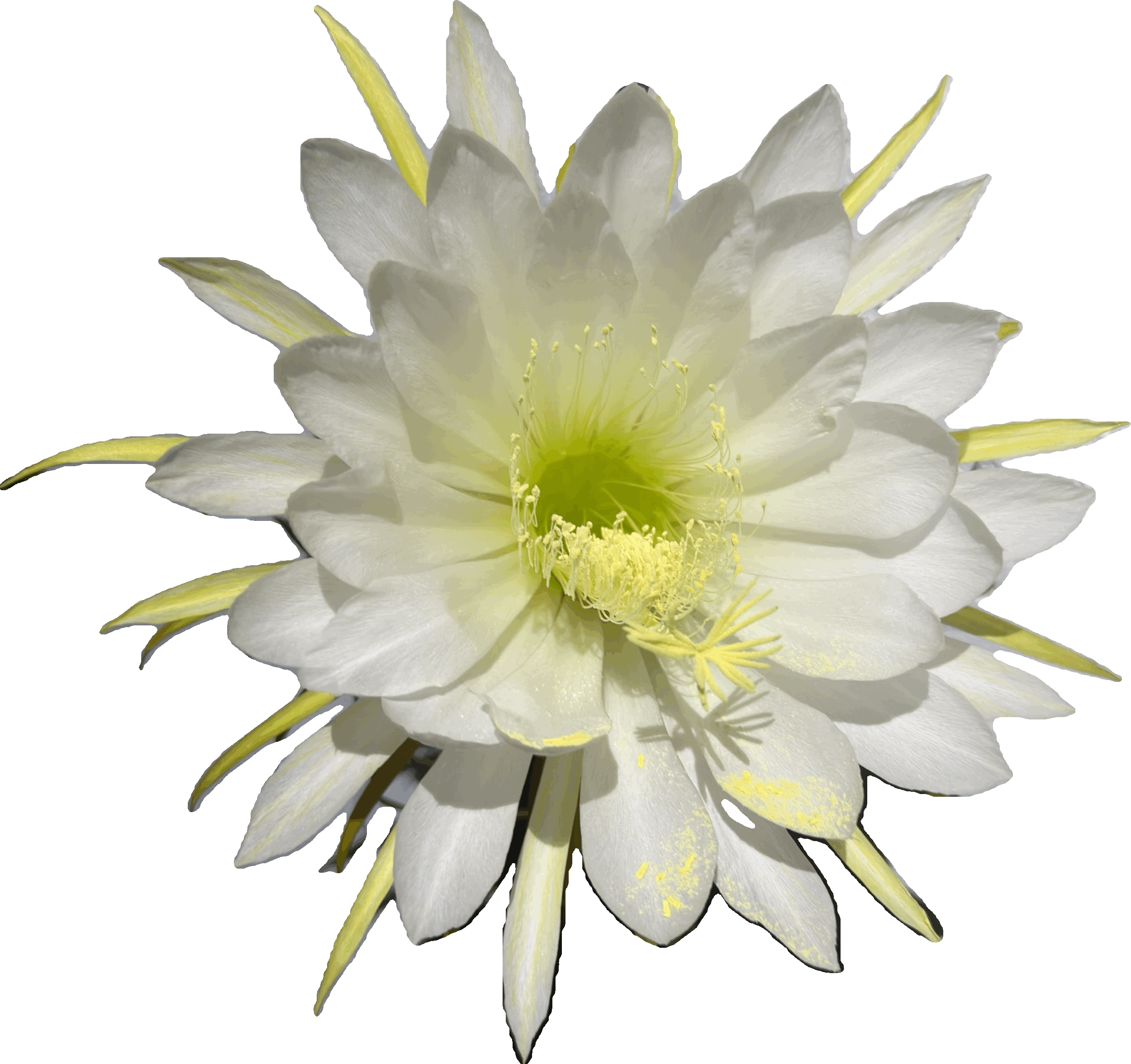 Very large white Grandiflorus flower.