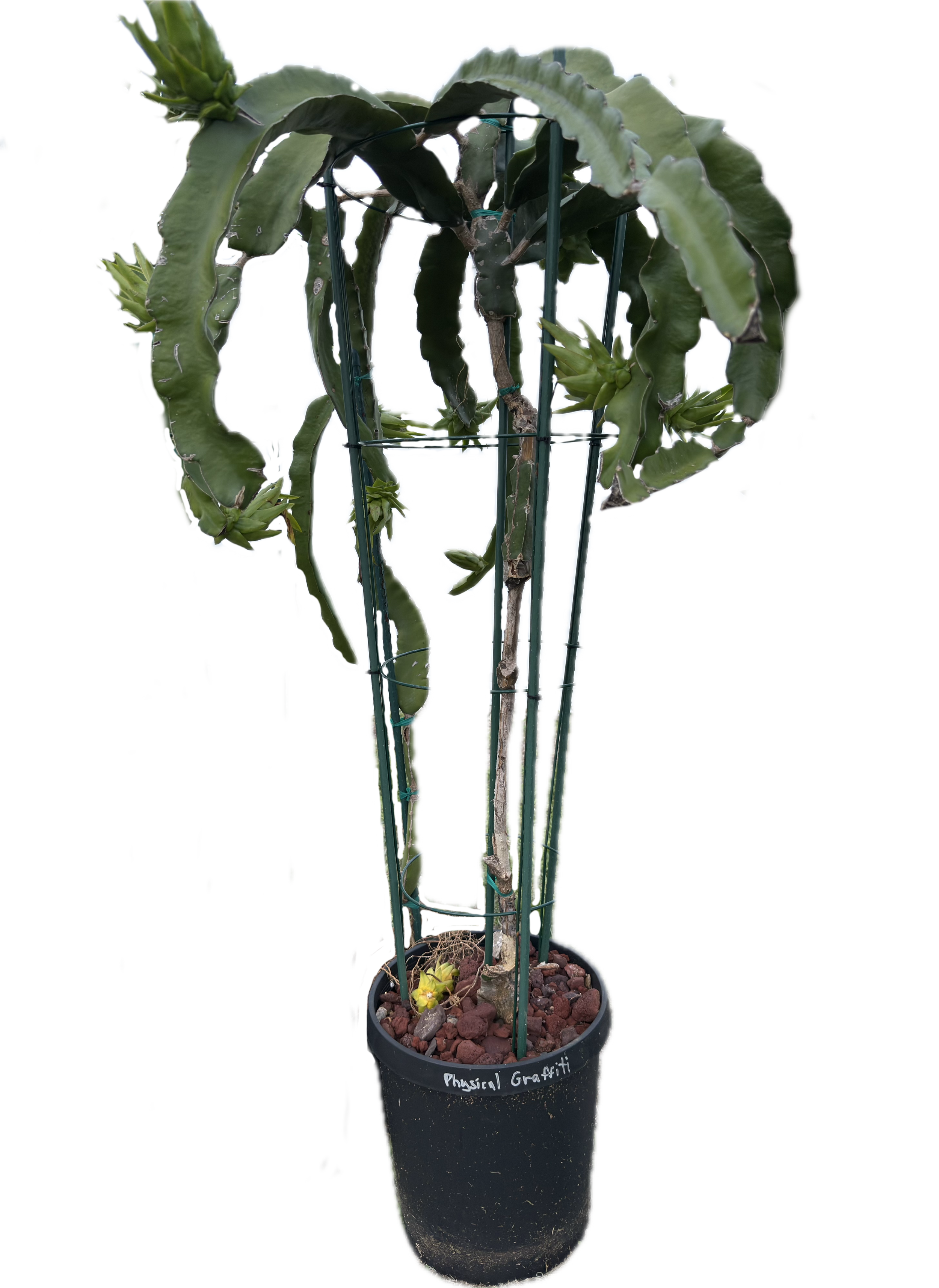 FULL size Fruiting Hybrids