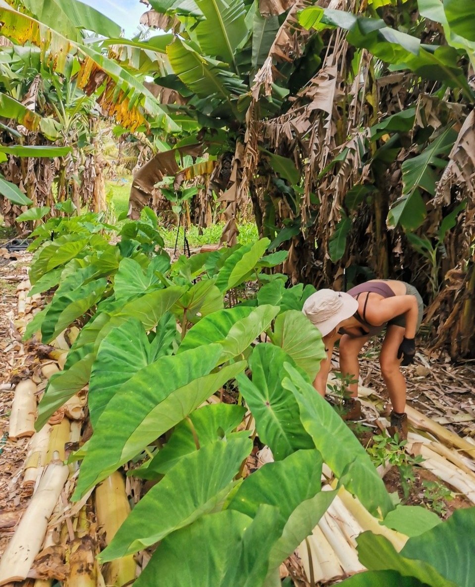 BigIslandFarms3.jpg