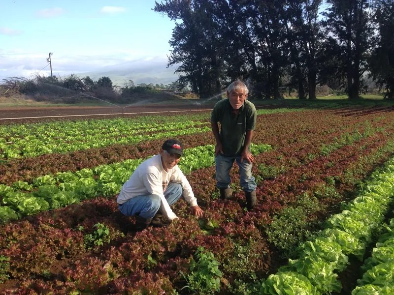 Y. Hirayama Farm, Inc.