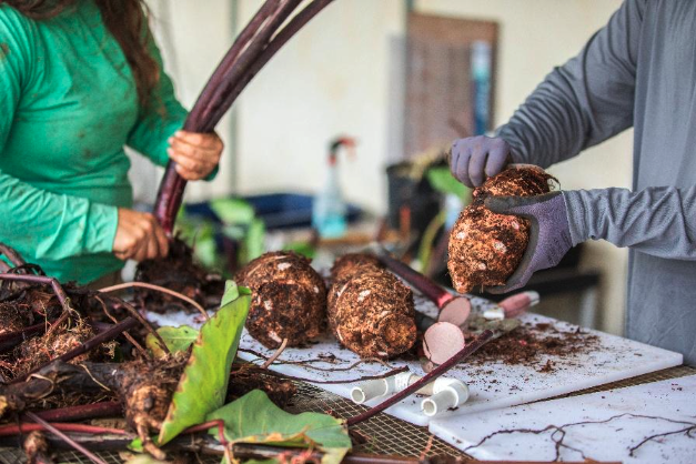 Pū’iwa Hawaiian Farms