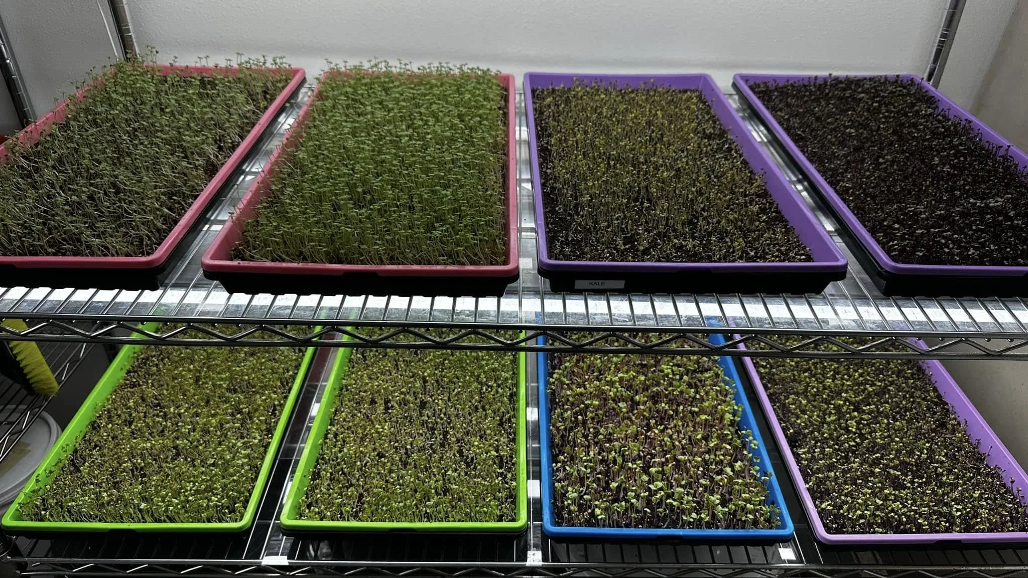 good microgreens.jpg