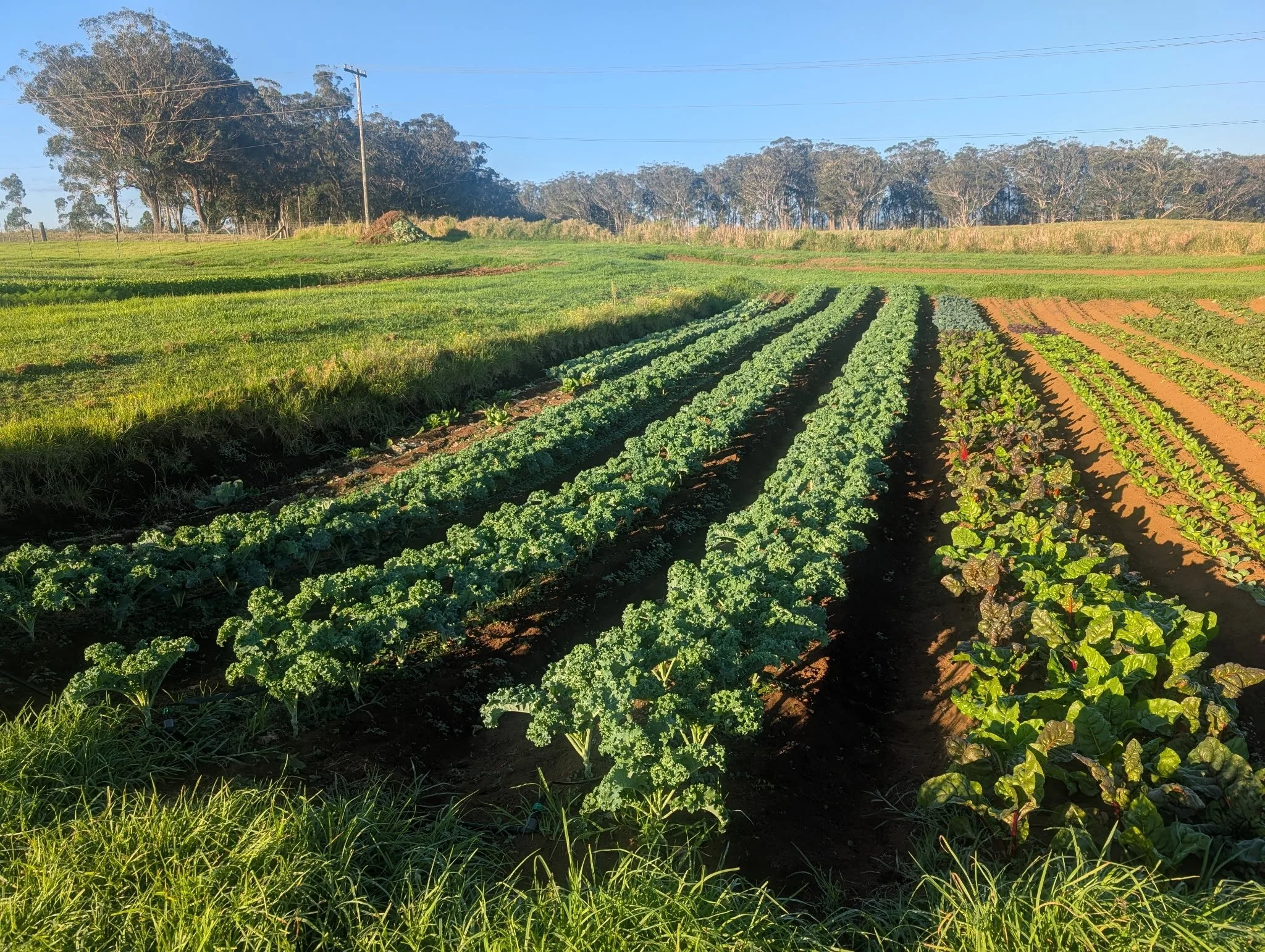 First Light Farms - Fields.jpg