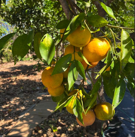 Touching The Earth Farm
