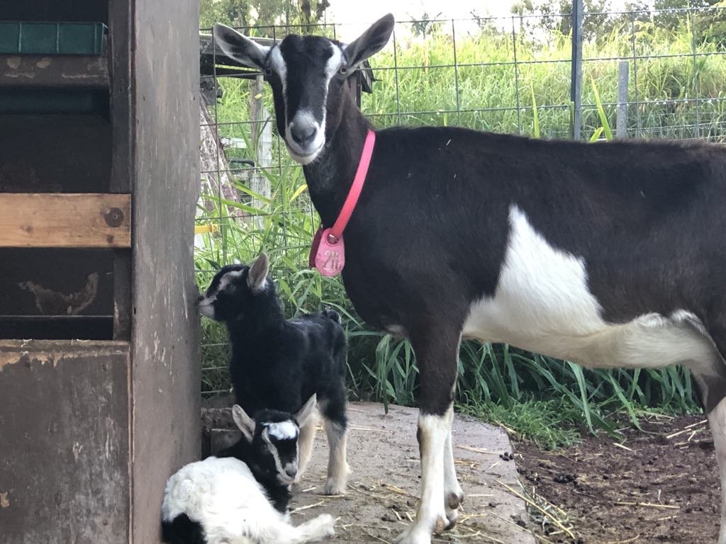 Puna Goat Cheese