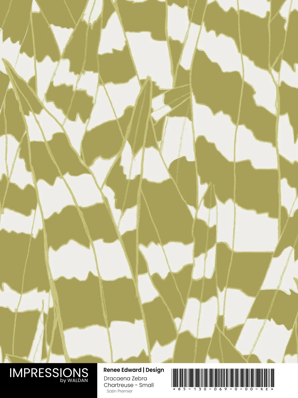 Dracaena Chartreuse - Small