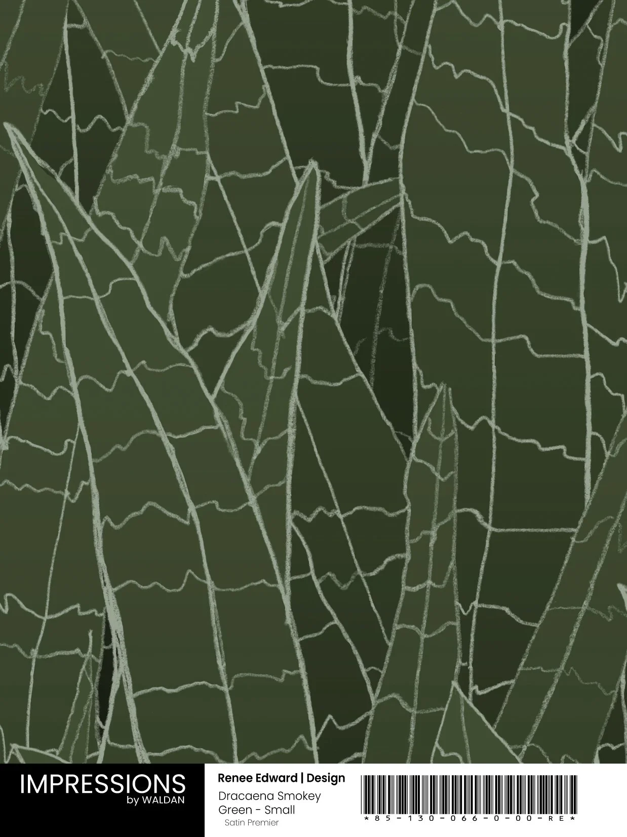 Dracaena Smokey Green - Small