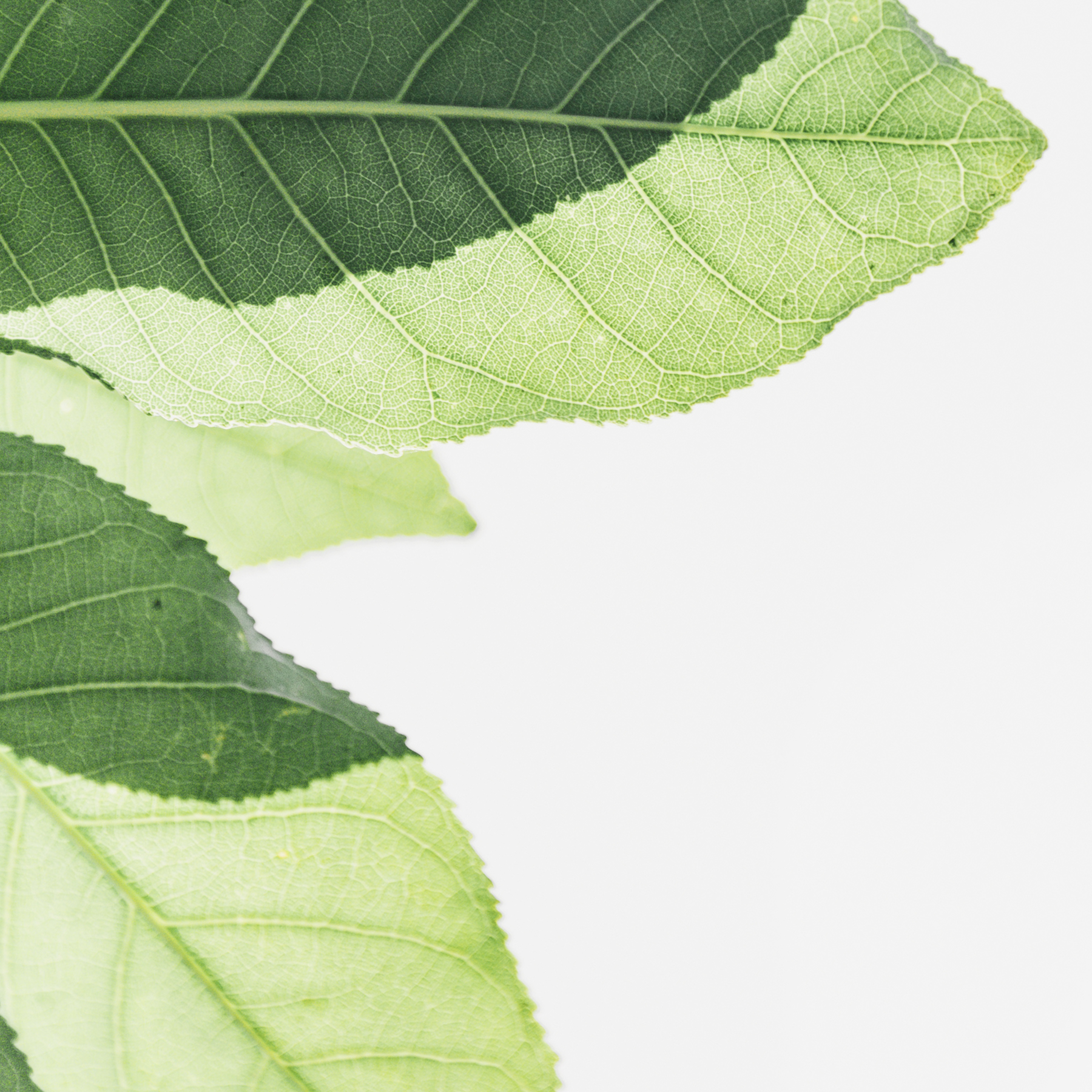 The Transformative Power of Giving: Impacting Havern School's Annual Campaign