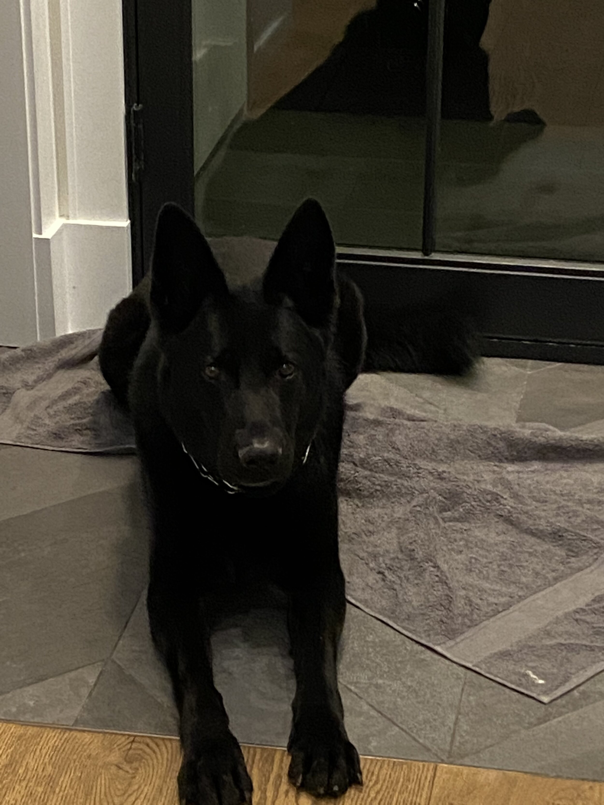 Frodo, security/therapy